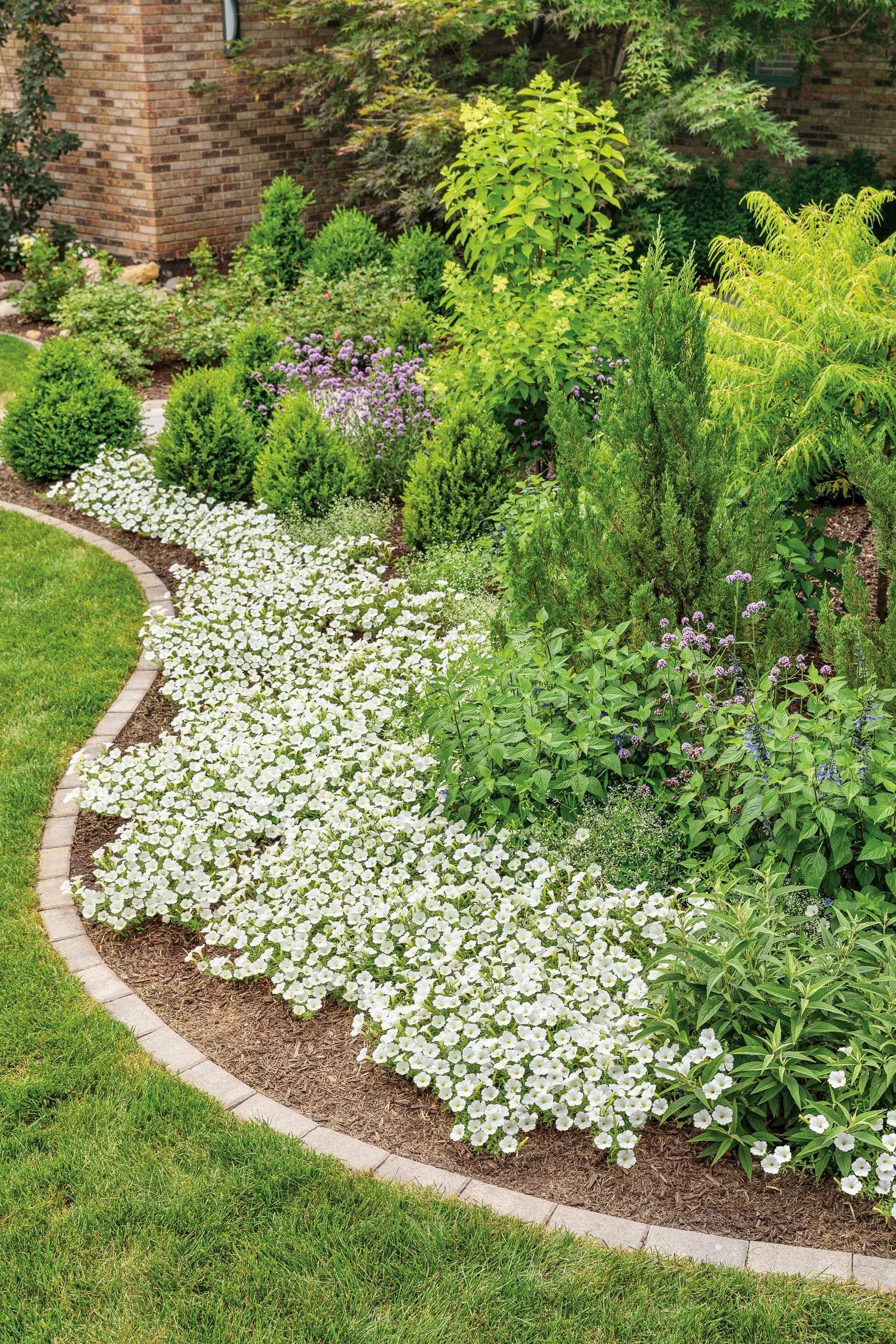 Snowdrift™ Petunia — in the front or middle of mixed annual beds