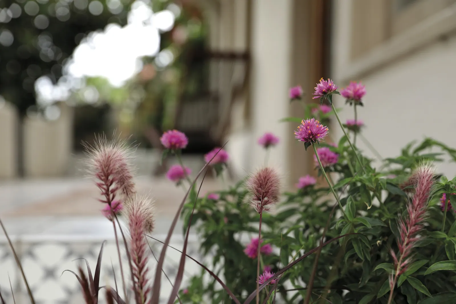 Meteor Shower® Verbena (Verbena bonariensis) — and many find it performs beautifully in containers