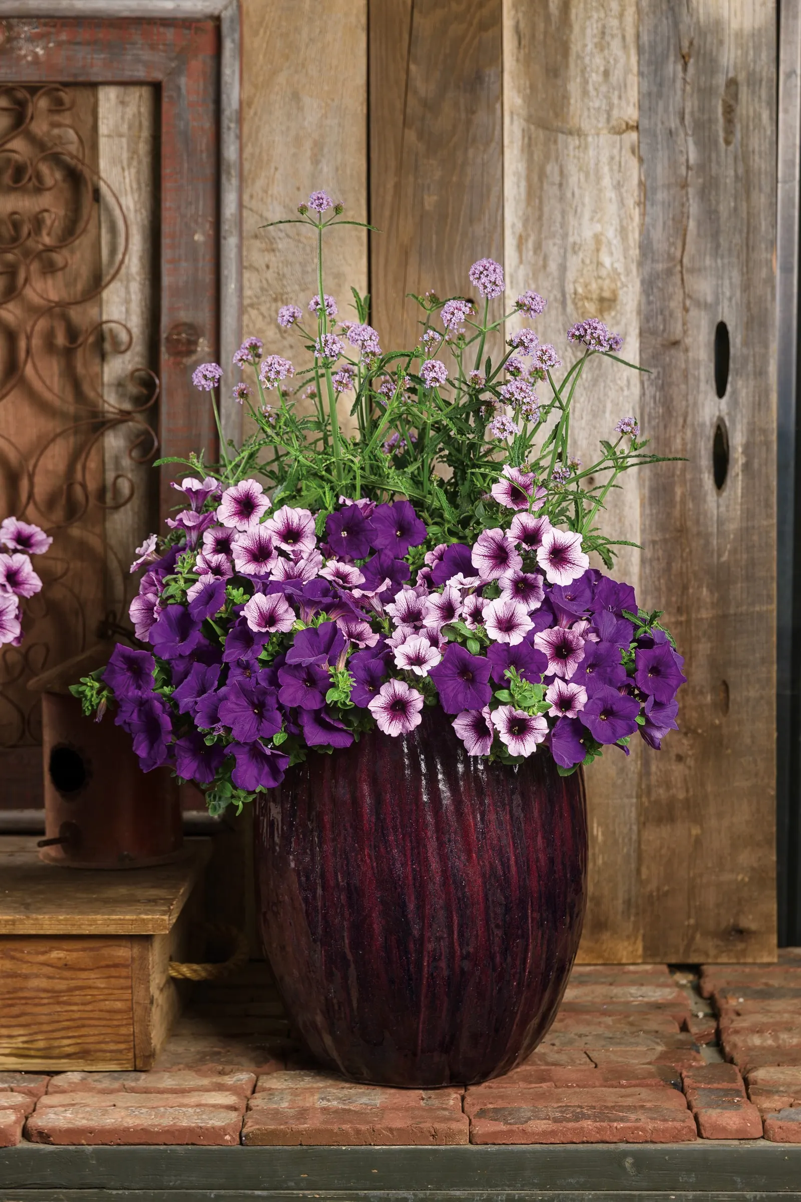 Royal Velvet® II Petunia — is a mounding-trailing annual with deep blue-purple blooms over green foliage