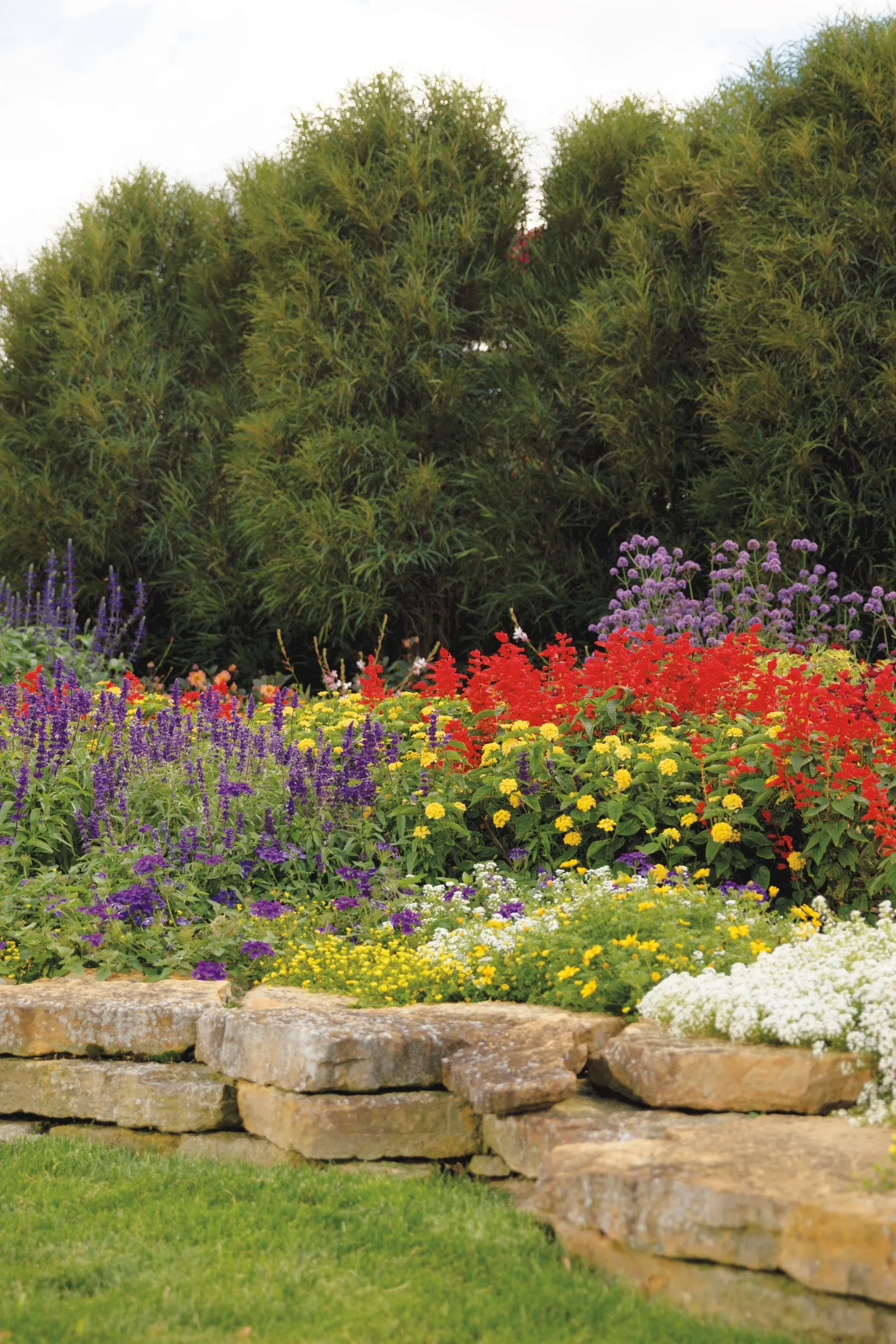 Meteor Shower® Verbena (Verbena bonariensis) — meadow-like character in a denser