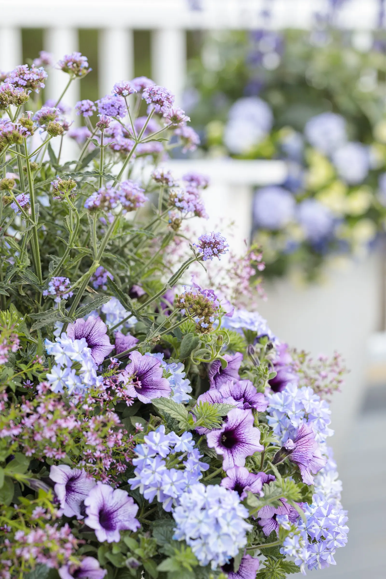 Stormburst Verbena — humid weather.<br><br>This compact but vigorous verbena typically reaches 6 to 12 inches tall