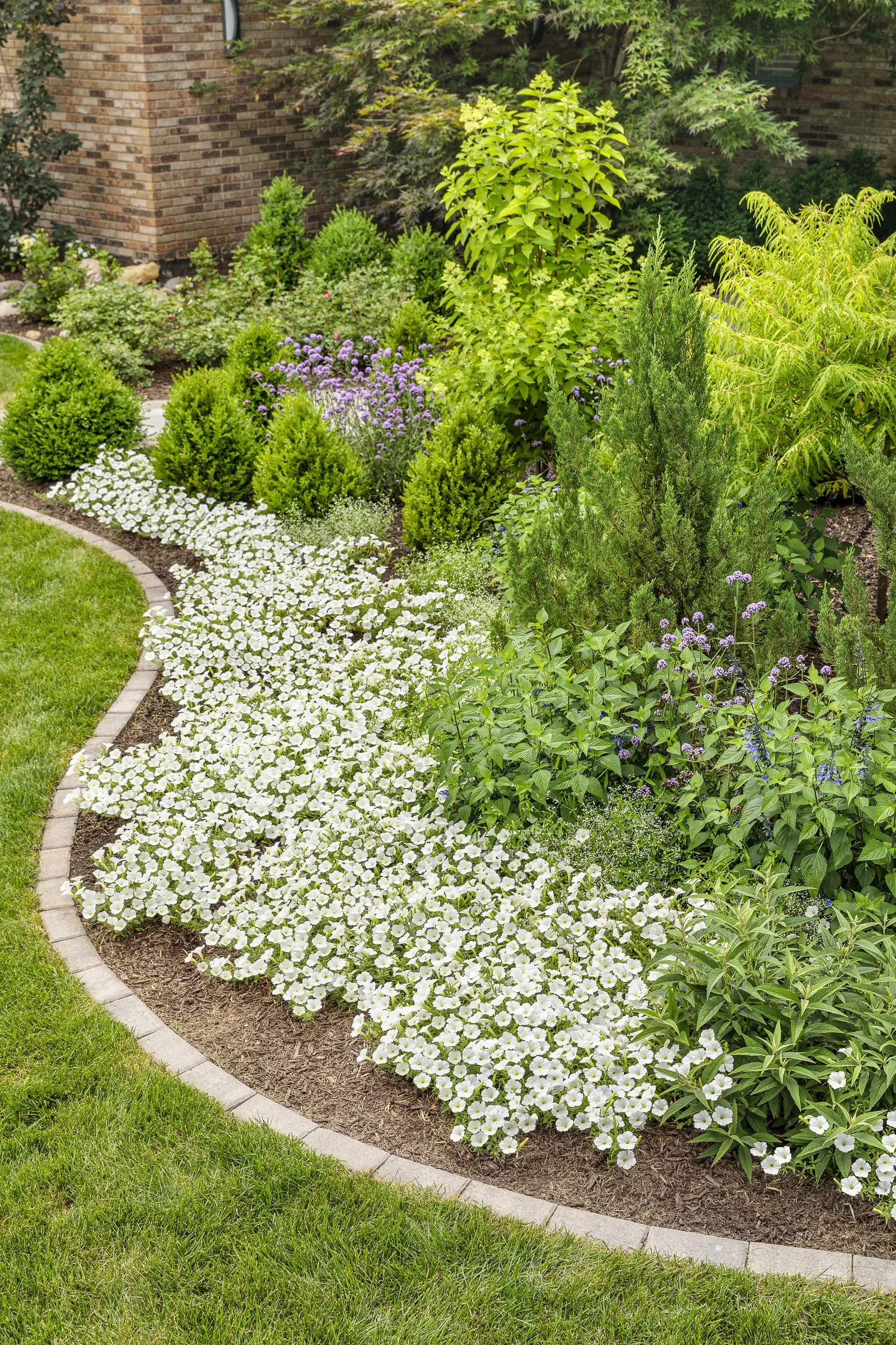 Snowdrift™ Petunia — Deadheading is not necessary