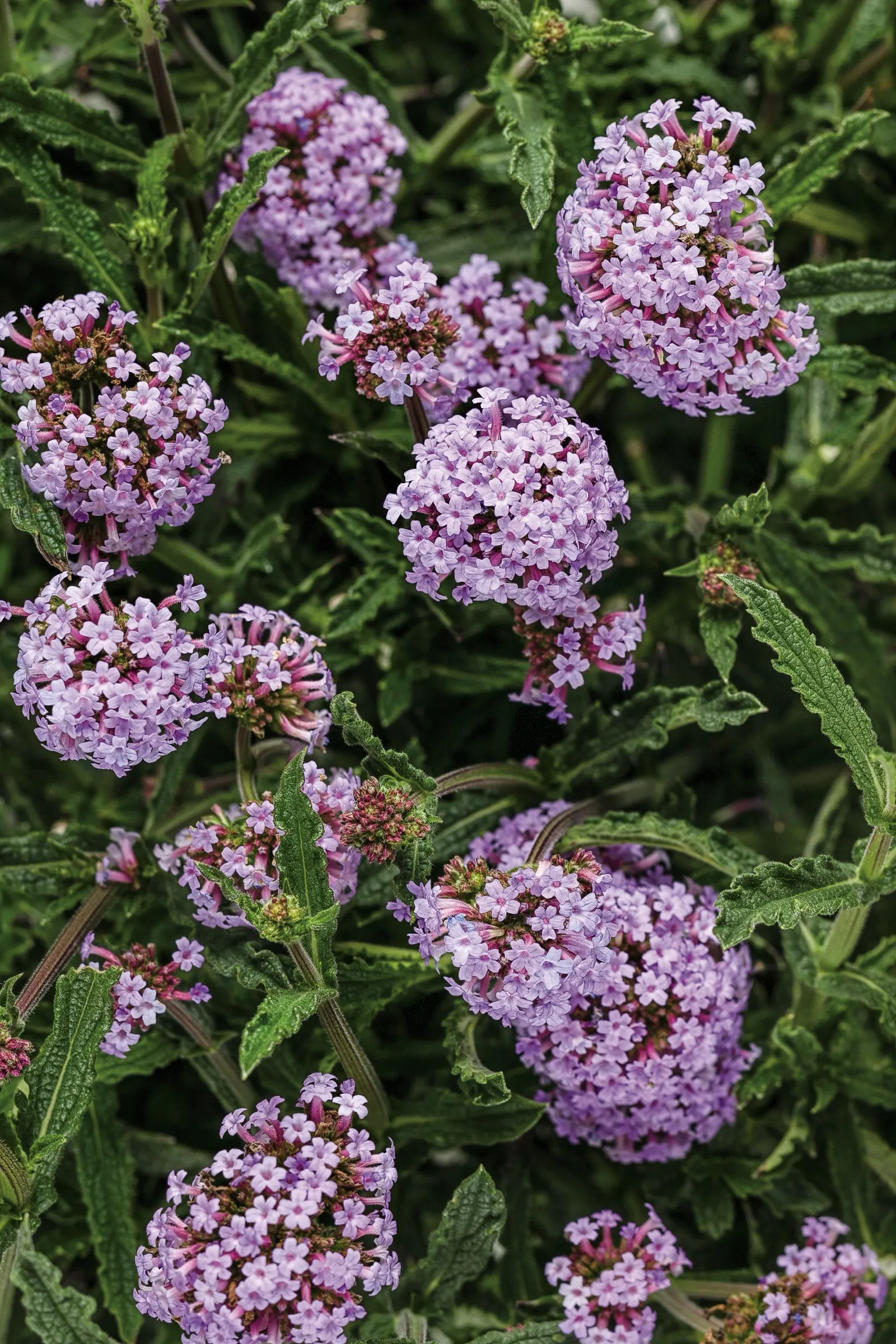 Meteor Shower® Verbena (Verbena bonariensis) — meadow-like character in a denser; with best flowering in brighter conditions, image 157