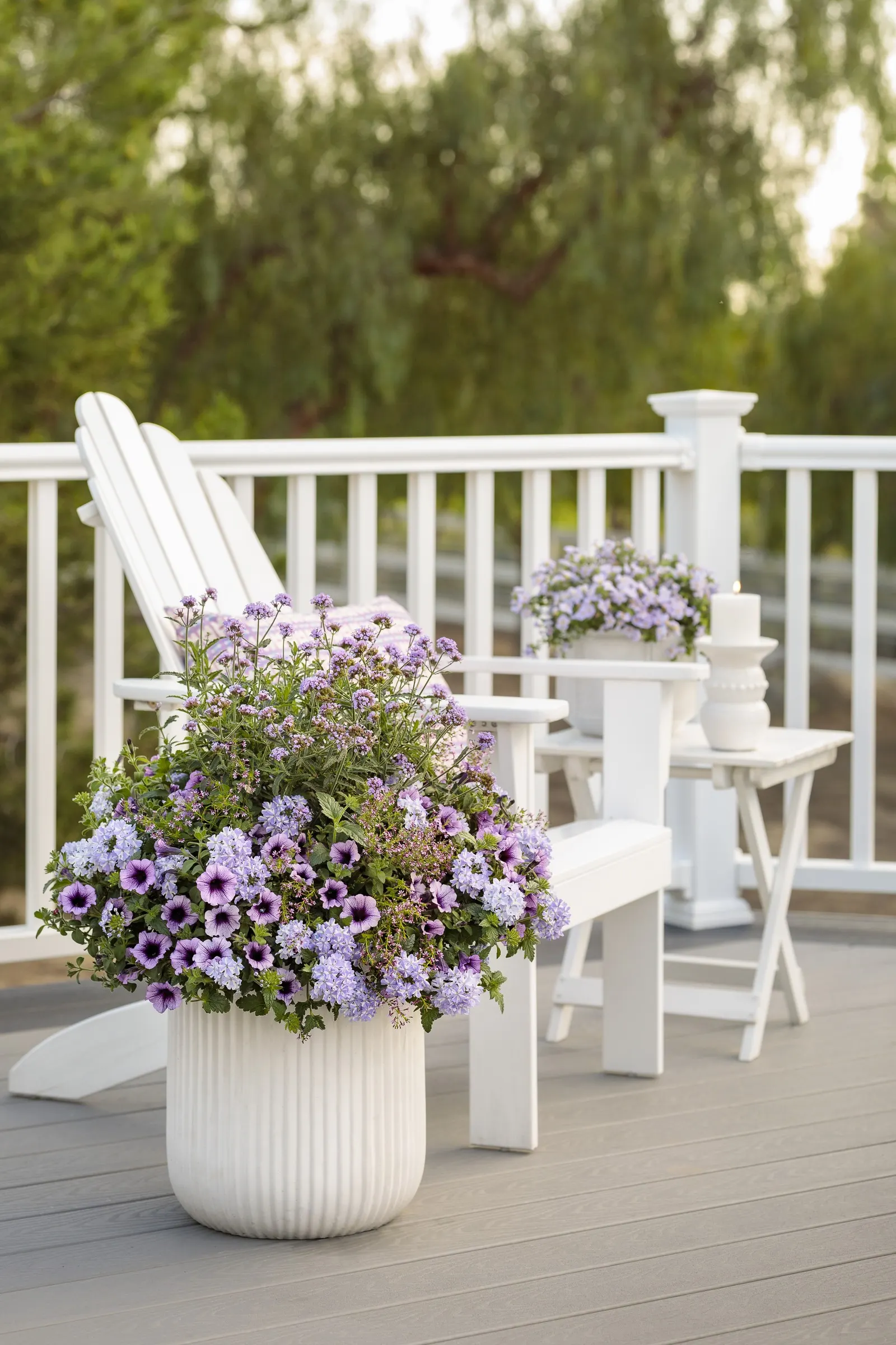 Stormburst Verbena — It is easy to grow, mildew tolerant, heat tolerant, and forgiving of somewhat dry soils once established