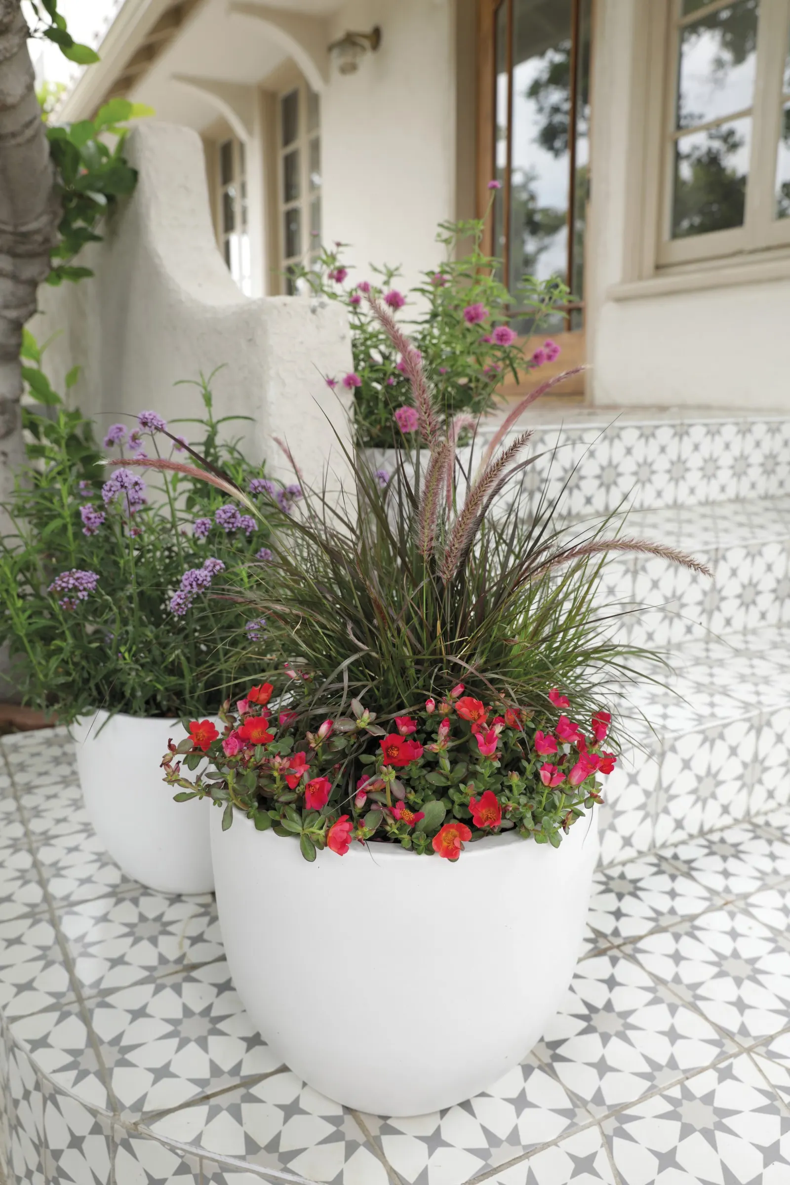 Vertigo® Purple Fountain Grass (Pennisetum purpureum) — you can cut it back to the ground whenever you would like; this purple fountain grass, image 60