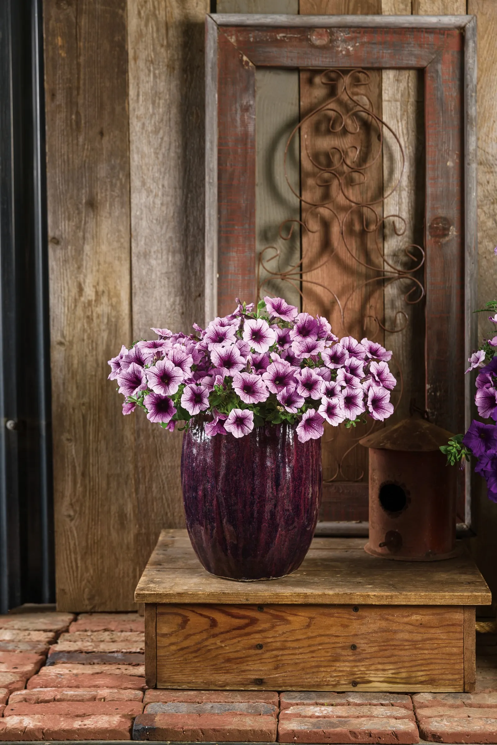 Bordeaux™ II Petunia — You may repeat the trim as needed through the season; these are heat tolerant plants