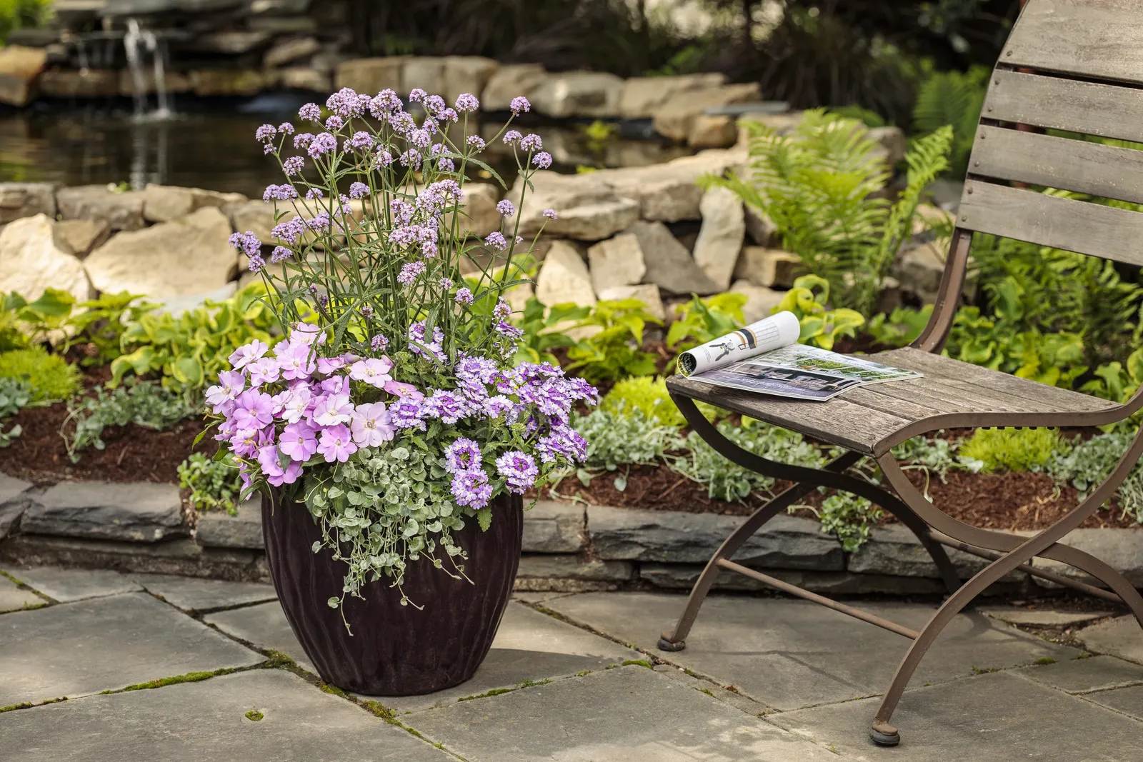 Silver Falls™ Dichondra (Dichondra argentea) — where its silvery strands can soften hard edges and create an elegant waterfall effect; and almost, image 89
