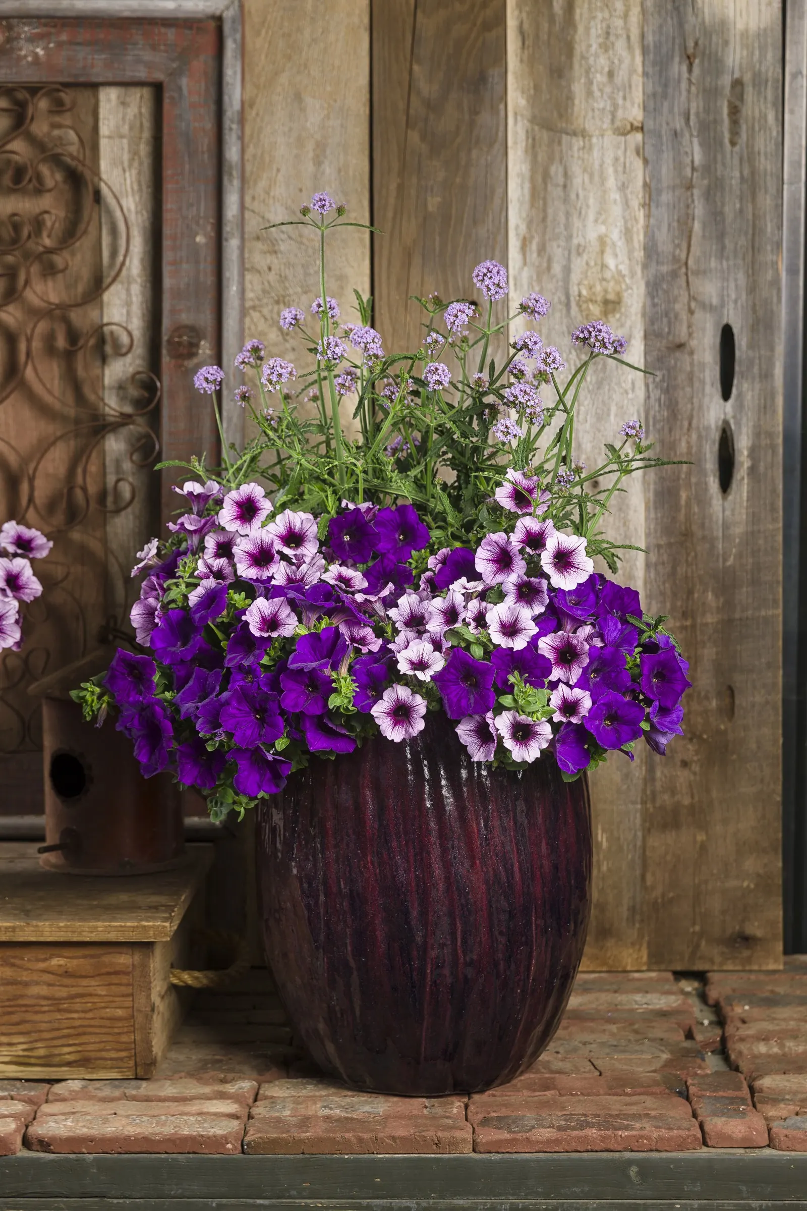 Meteor Shower® Verbena (Verbena bonariensis) — with perennial potential in USDA Zones 7a through 11b where winters are mild