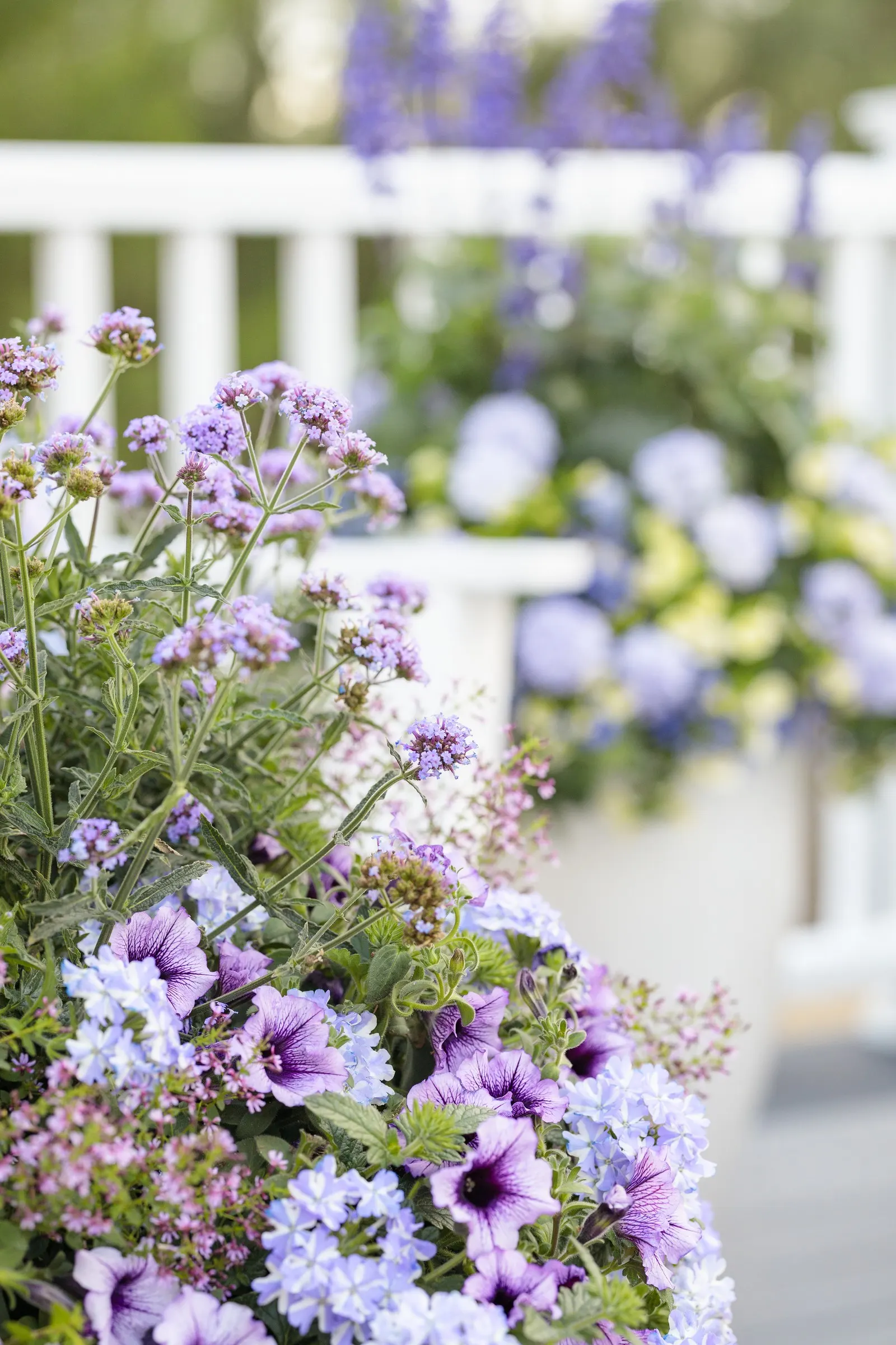 Stormburst Verbena — From planting until frost