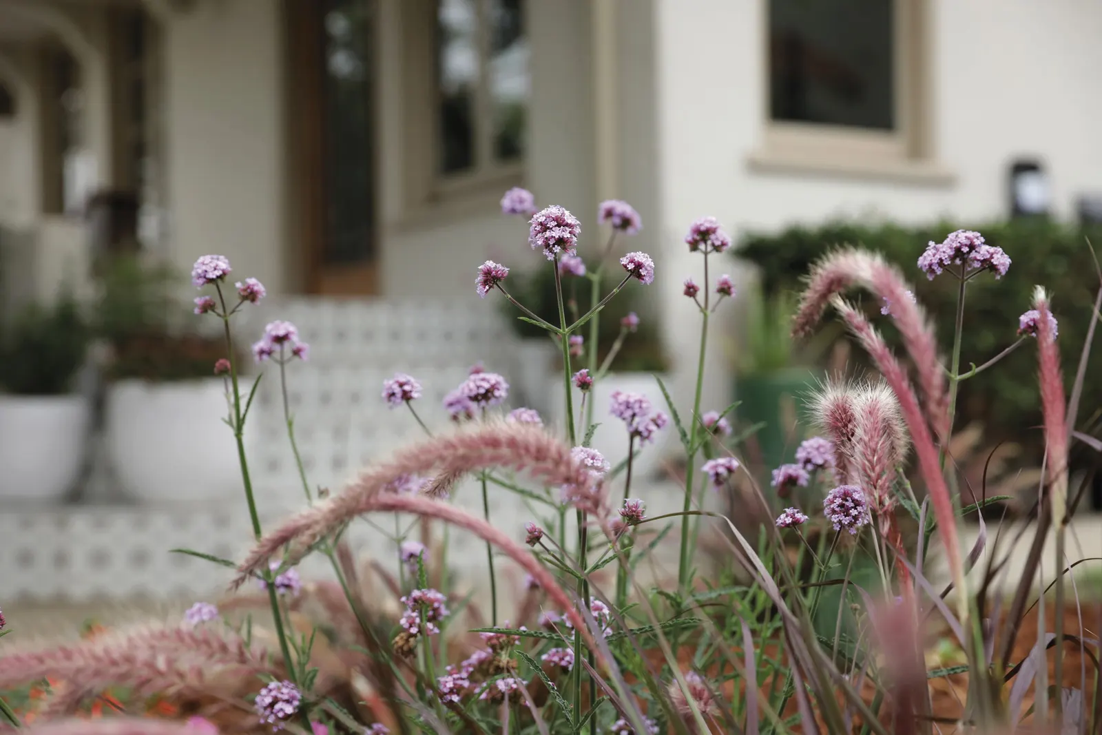 Meteor Shower® Verbena (Verbena bonariensis) — It does not require rich feeding; a light hand with fertilizer keeps growth balanced and flowering generous