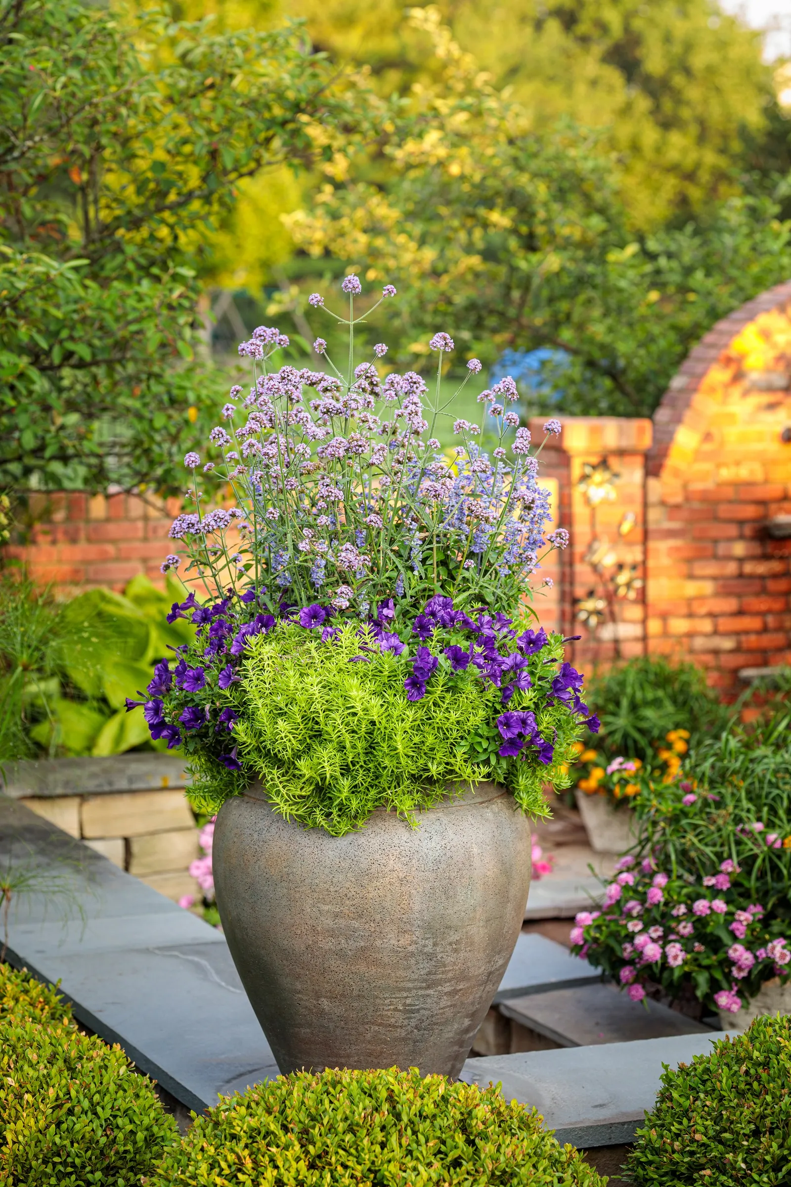 Meteor Shower® Verbena (Verbena bonariensis) — Deadheading is not necessary; well-drained soil and average water, image 110