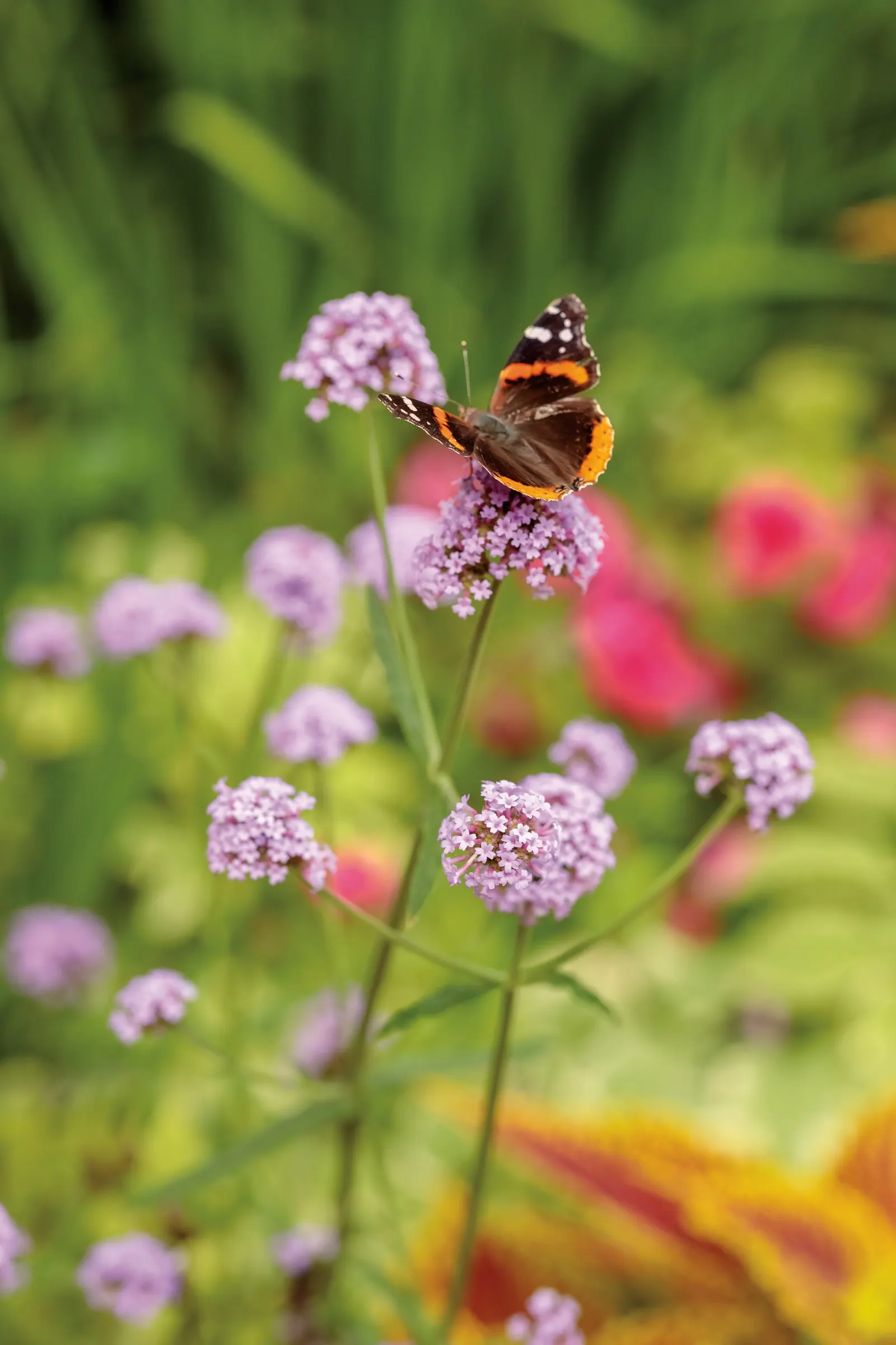 Meteor Shower® Verbena (Verbena bonariensis) — while the clustered flowers seem to hover; meadow-like character in a denser