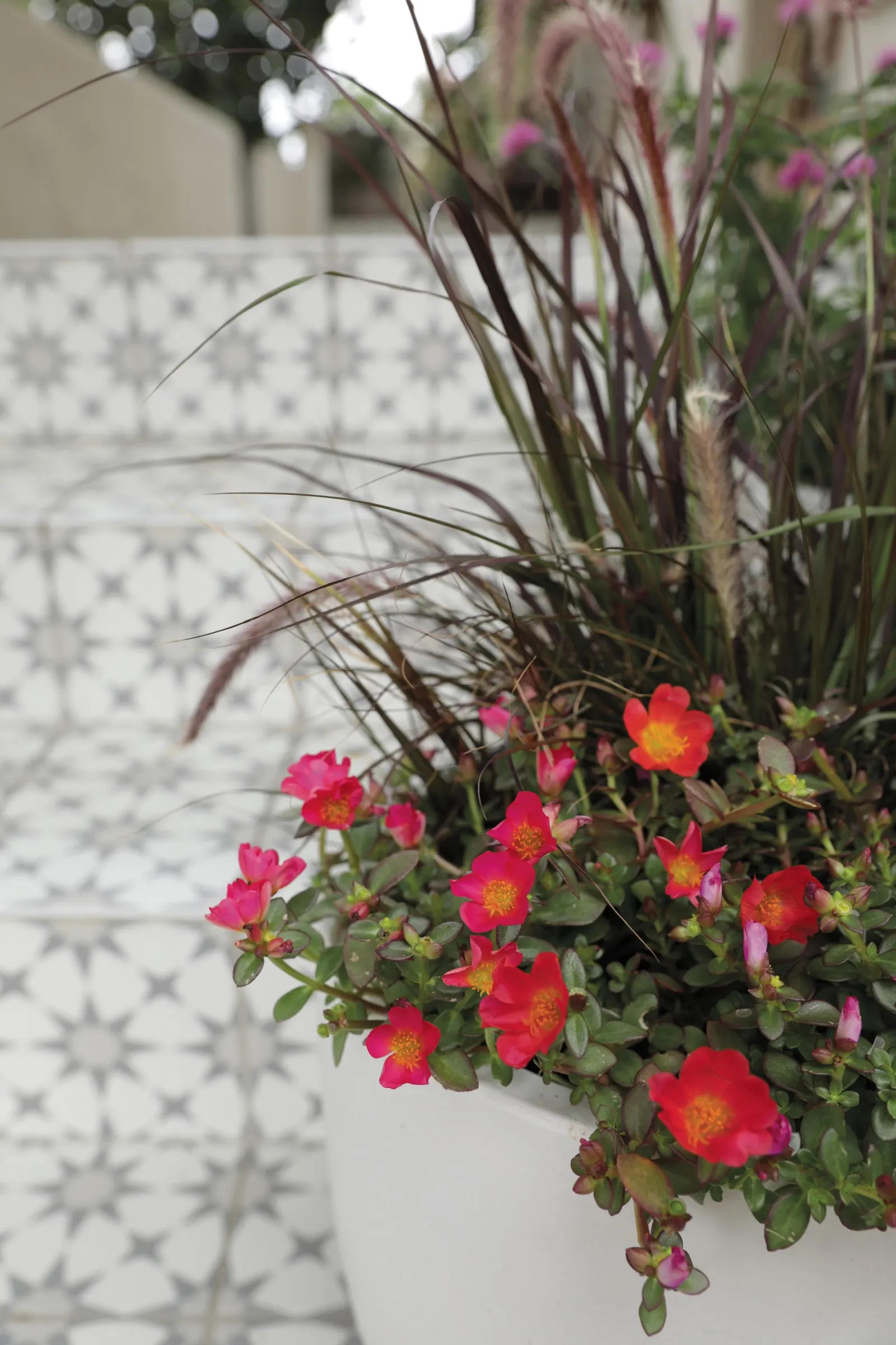 Red II Purslane (Portulaca umbraticola) — or mass planting in sunny beds