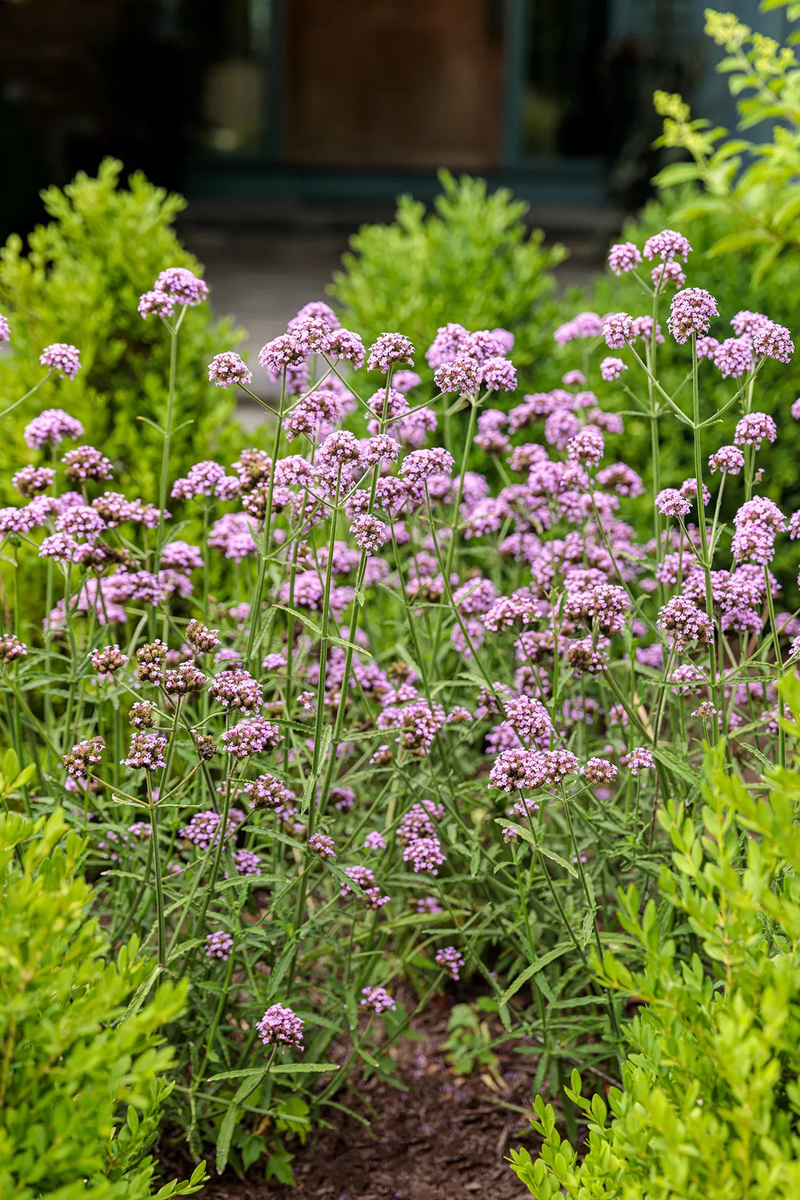Meteor Shower® Verbena (Verbena bonariensis) — it threads beautifully among ornamental grasses; it grows 20-30 inches tall and 8-12 inches wide, image 142