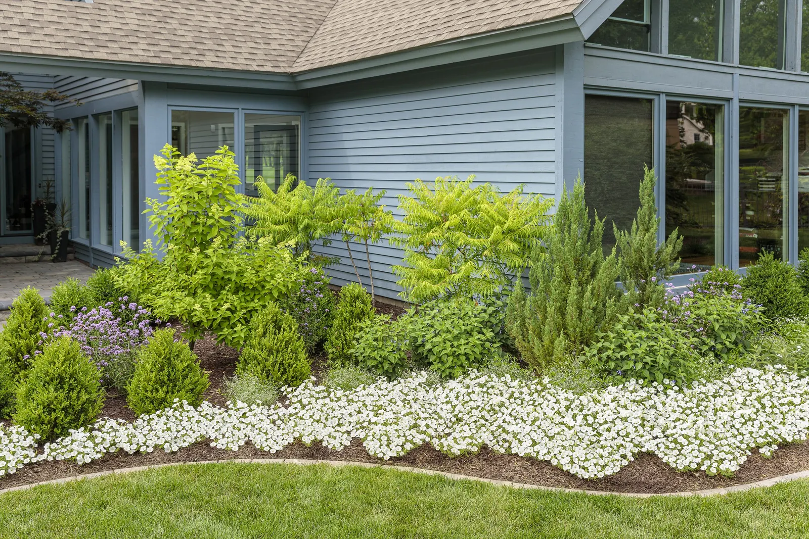 Snowdrift™ Petunia — or massed as a glowing seasonal groundcover
