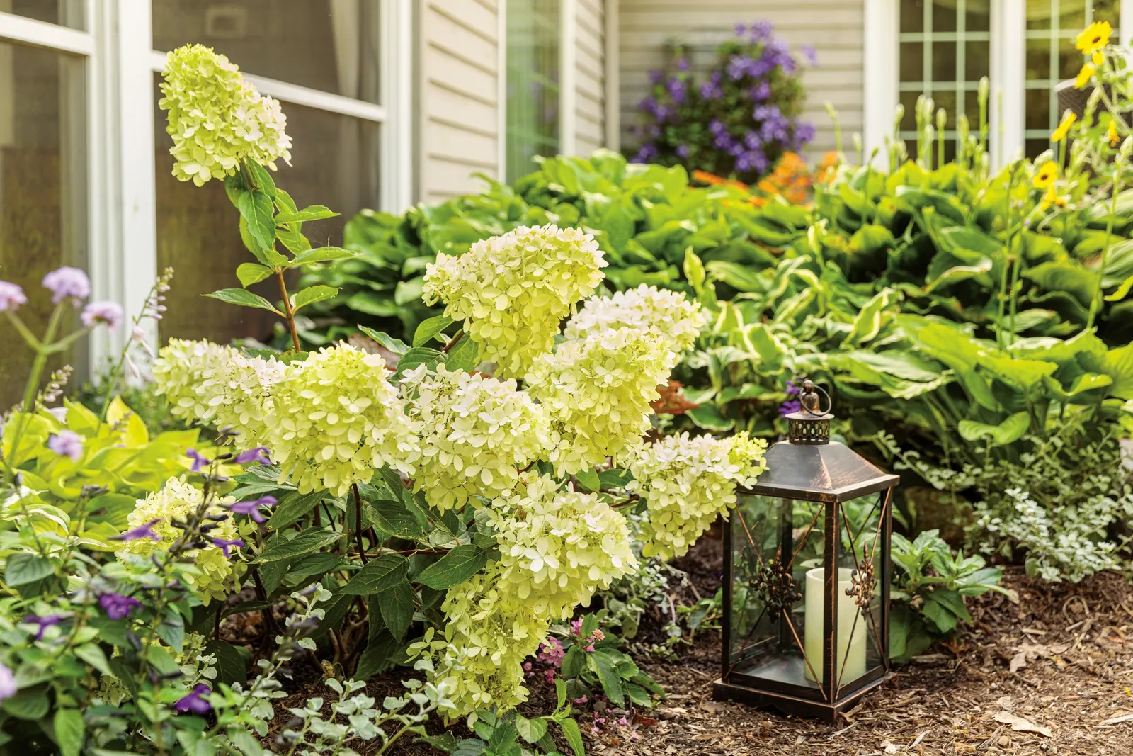 Little Lime® Panicle Hydrangea (Hydrangea paniculata) — sold as Little Lime® Panicle Hydrangea from Proven Winners®