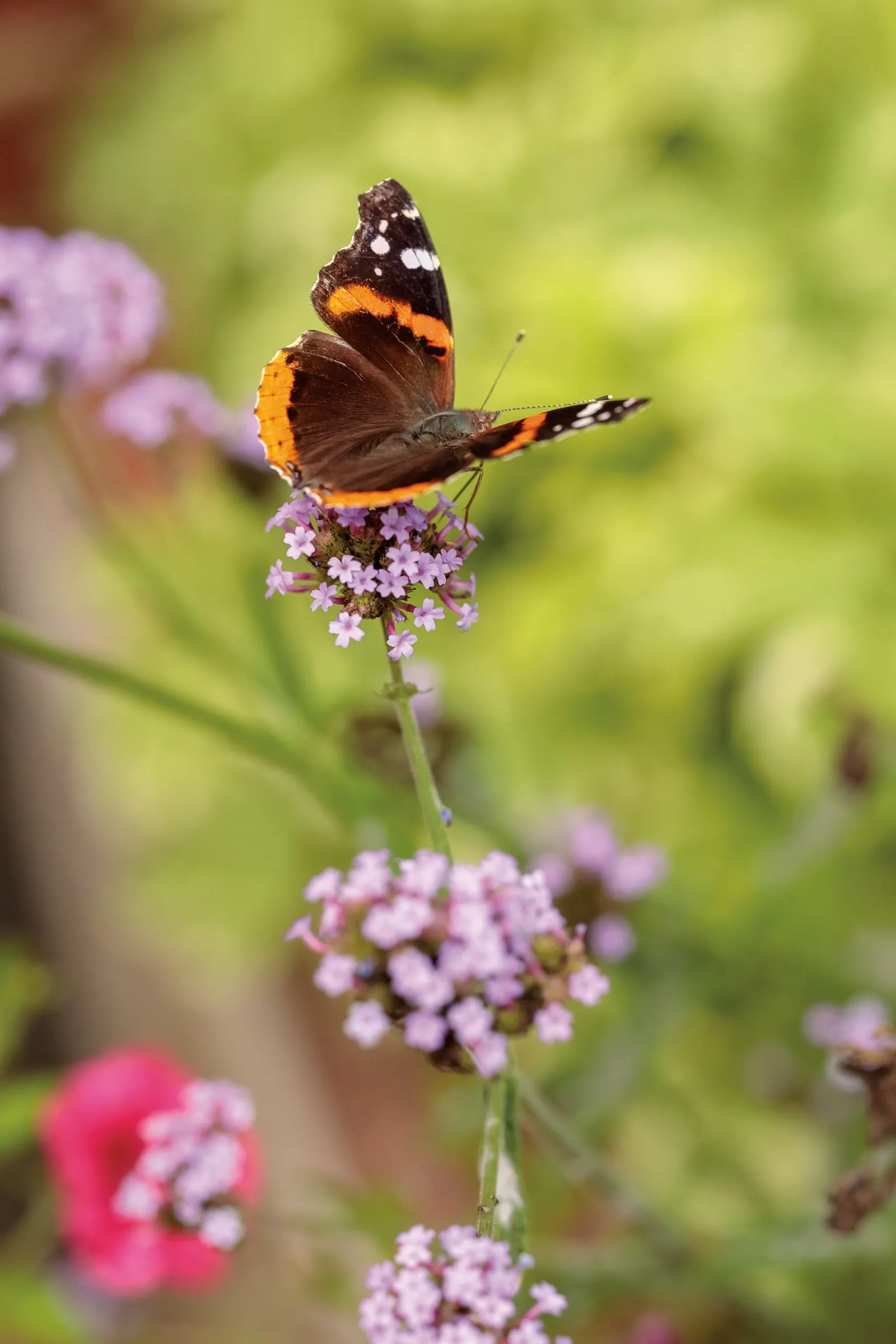 Meteor Shower® Verbena (Verbena bonariensis) — Its wiry stems give the planting a graceful vertical rhythm