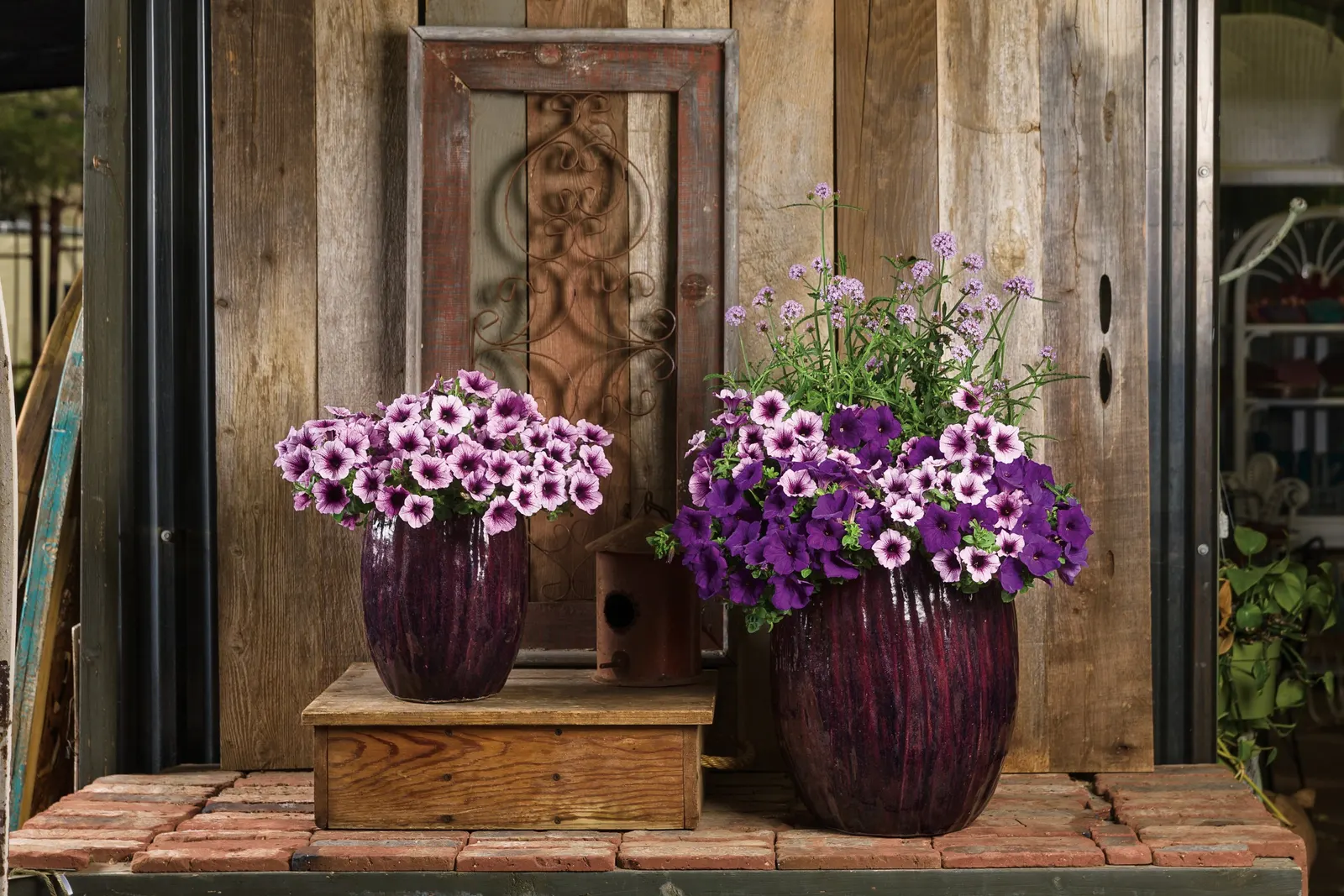 Bordeaux™ II Petunia — If you have a very long season