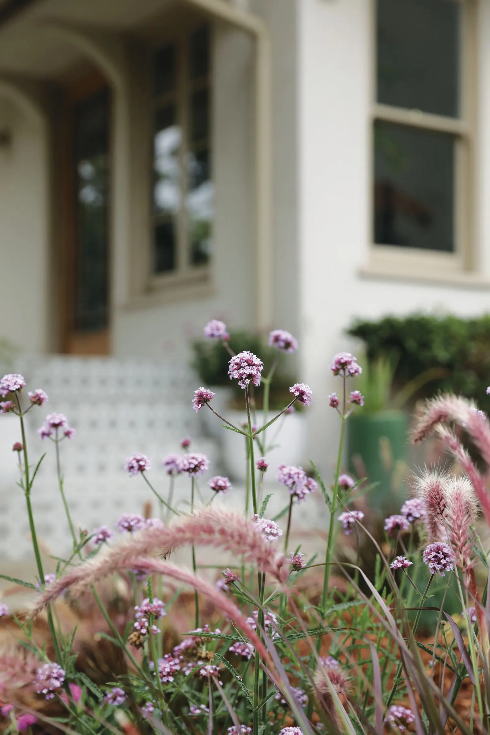 Meteor Shower® Verbena (Verbena bonariensis) — this verbena slips easily into both tight compositions and larger seasonal schemes