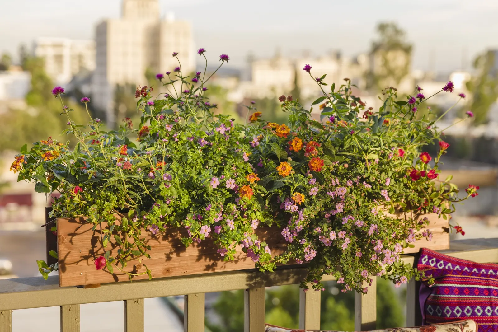 Bacopa (Sutera cordata) — It grows 4-10 inches tall and spreads 12-24 inches with a mounding, spilling habit