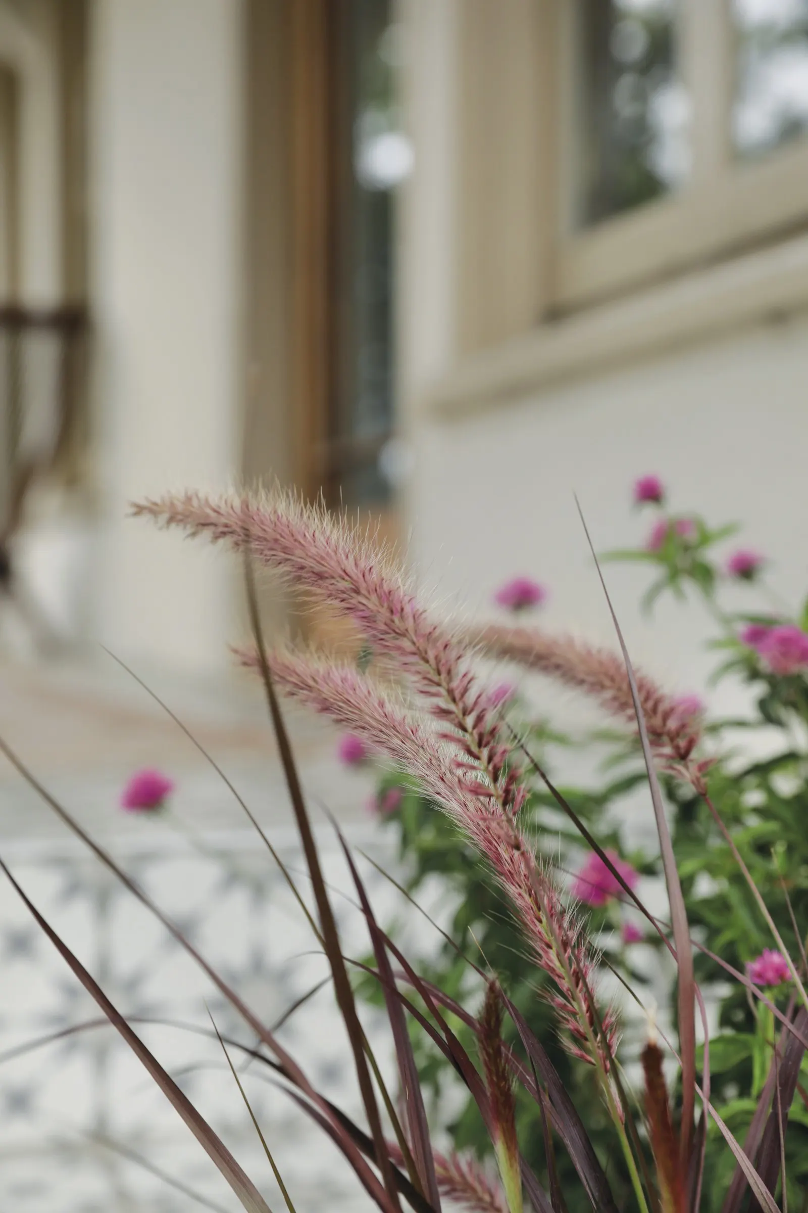 Vertigo® Purple Fountain Grass (Pennisetum purpureum) — you can cut it back to the ground whenever you would like; this purple fountain grass should be
