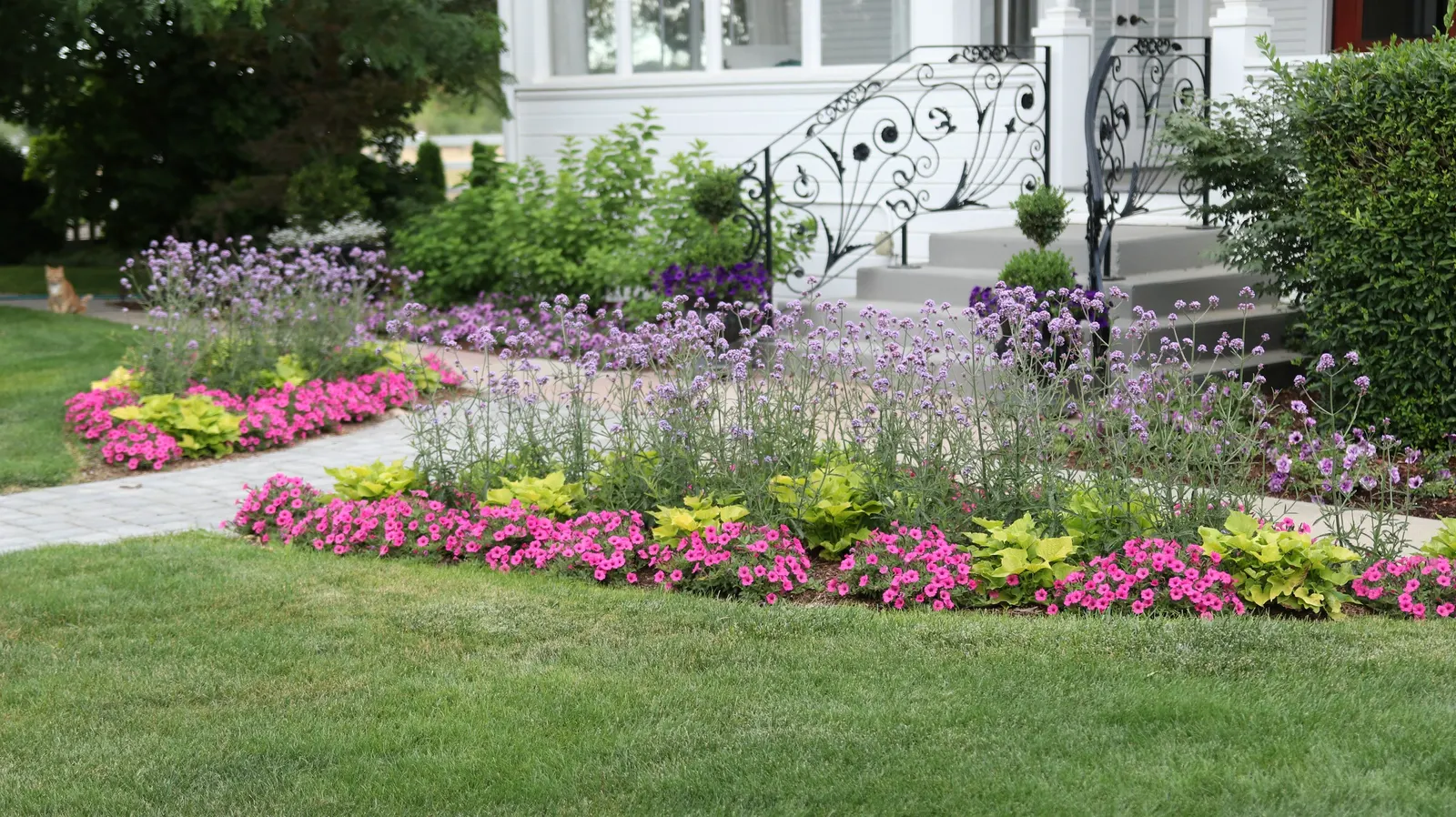 Bewitched Green With Envy™ Sweet Potato Vine (Ipomoea batatas) — low-maintenance texture that remains polished through the heat of the season