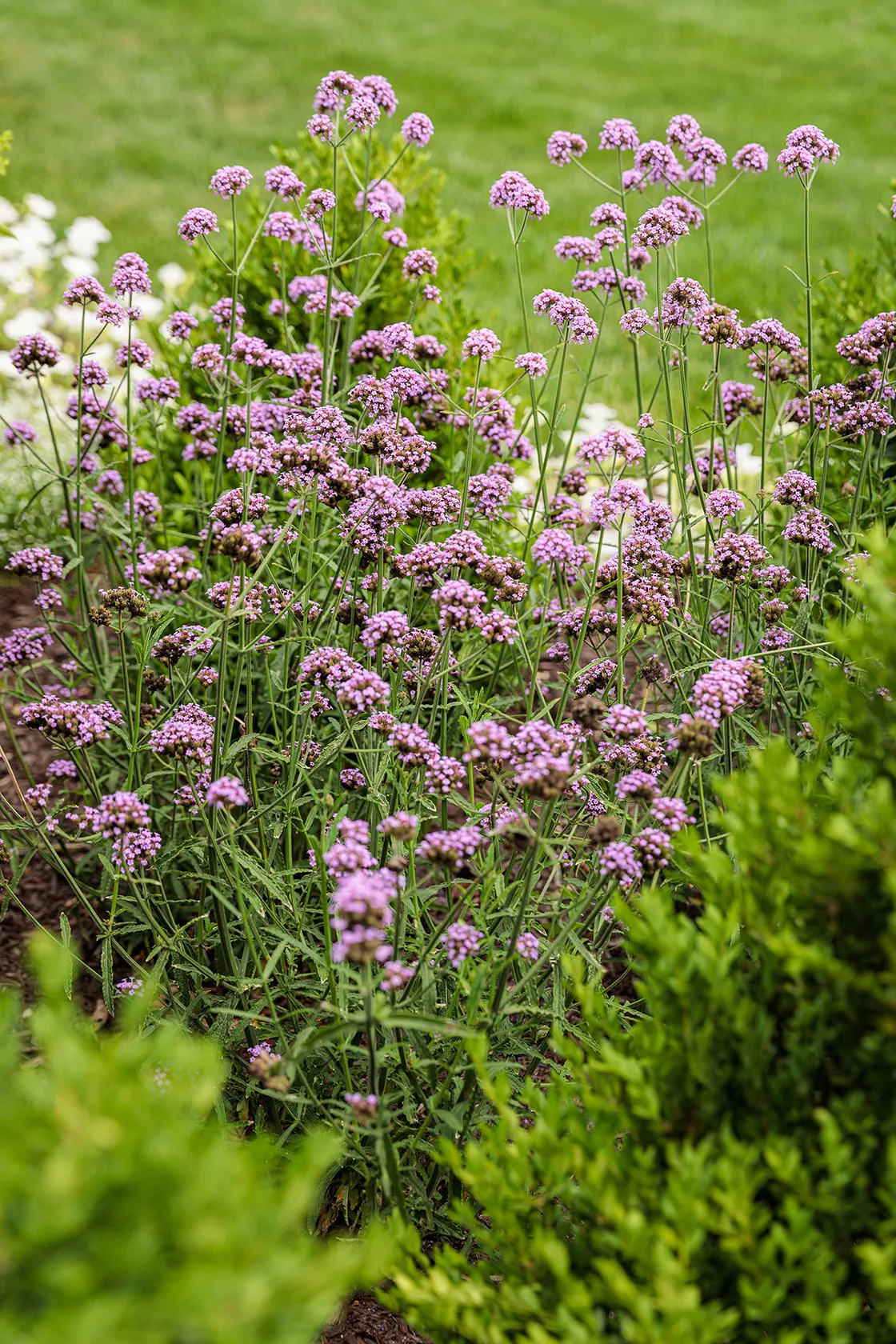 Meteor Shower® Verbena (Verbena bonariensis) — meadow-like character in a denser; with best flowering in brighter conditions, image 127