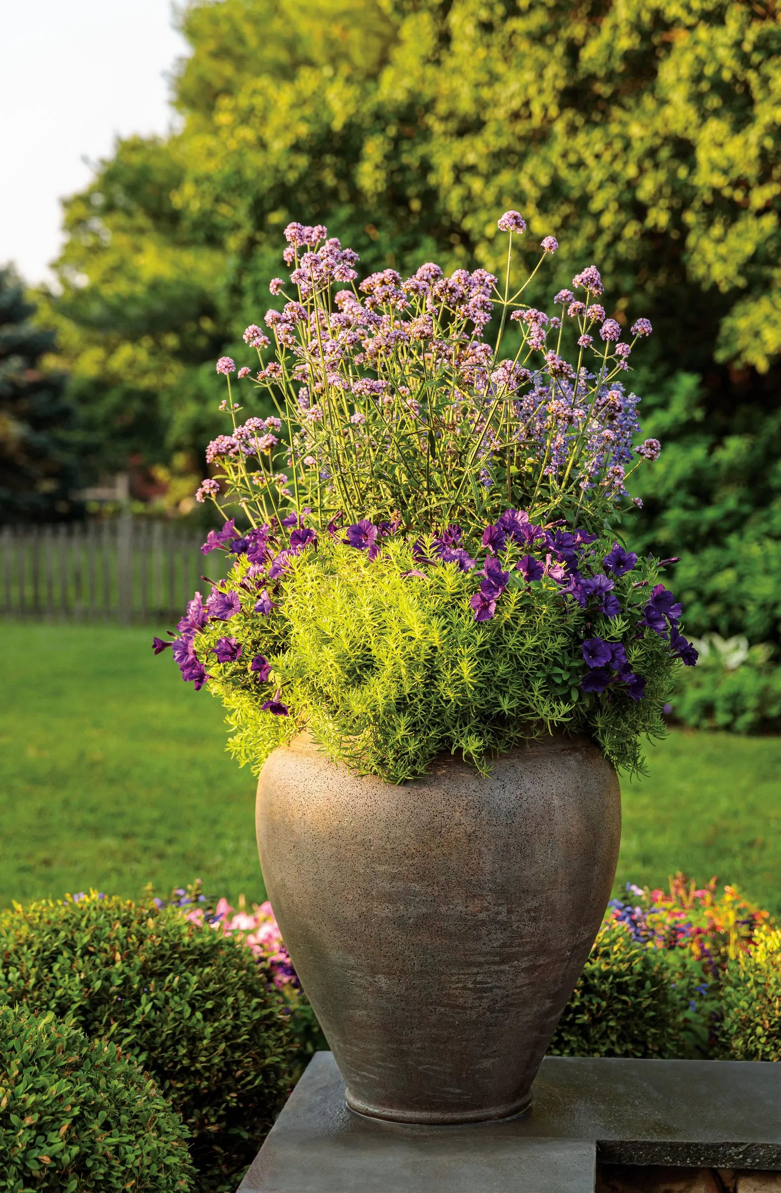 Royal Velvet® II Petunia — with light feeding for best summer color; purple flowers in the garden, image 101