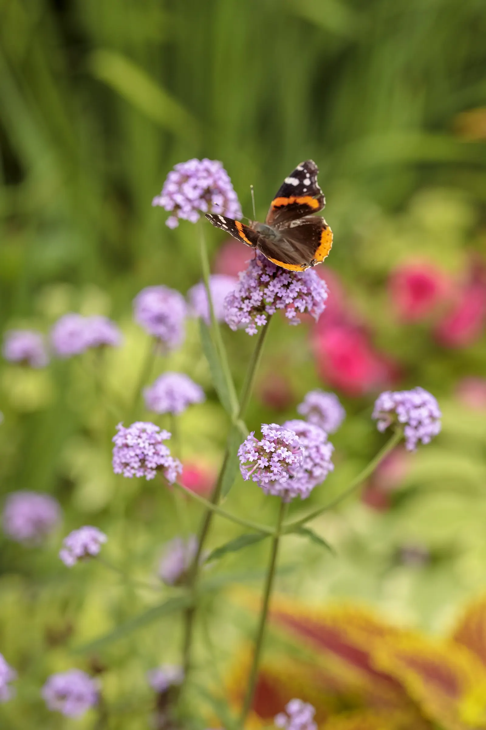 Meteor Shower® Verbena (Verbena bonariensis) — though container-grown plants benefit from a rhythm of drying slightly between thorough waterings, image 78