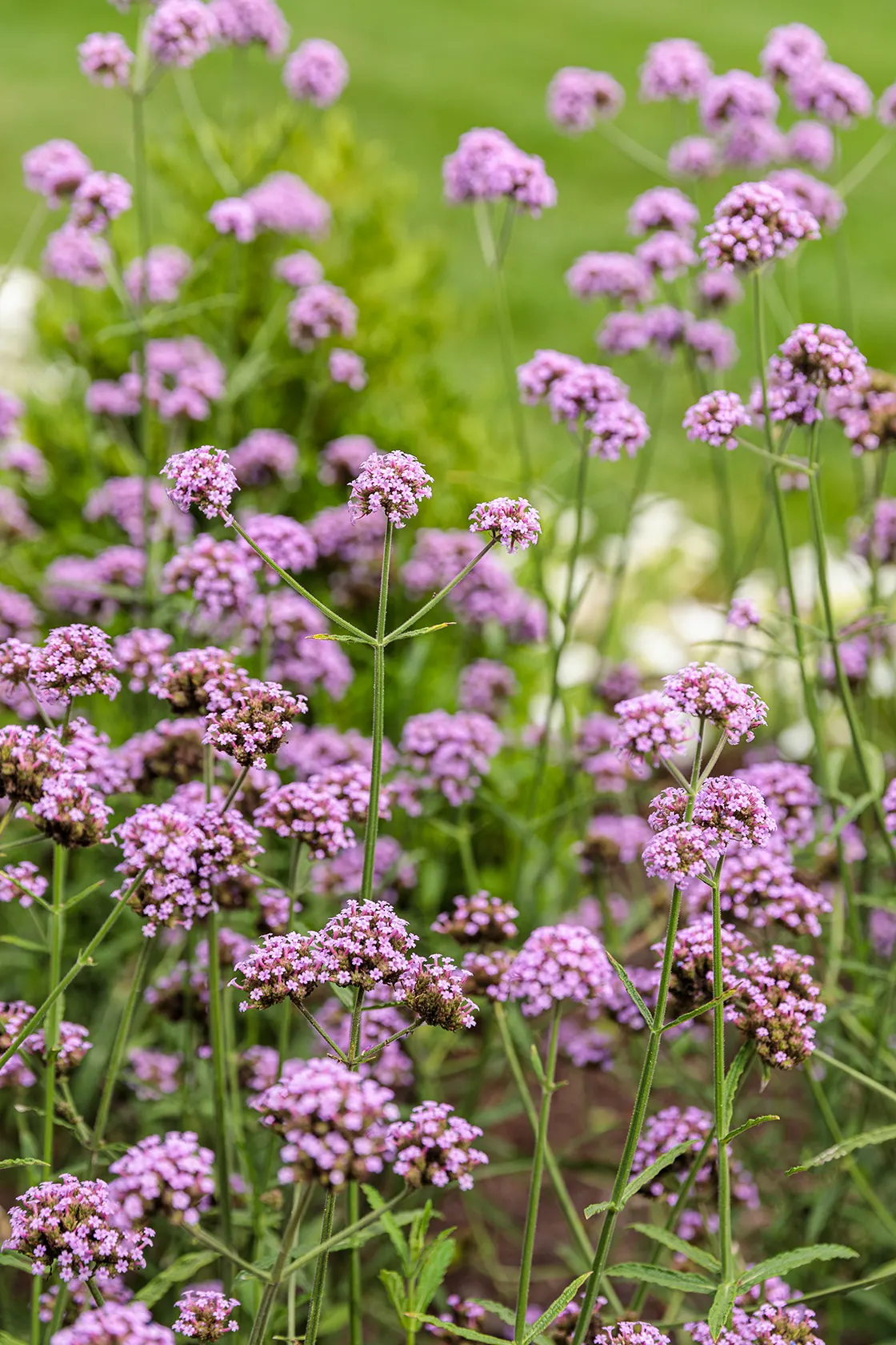 Meteor Shower® Verbena (Verbena bonariensis) — and other pollinator favorites; more garden-friendly form, image 143