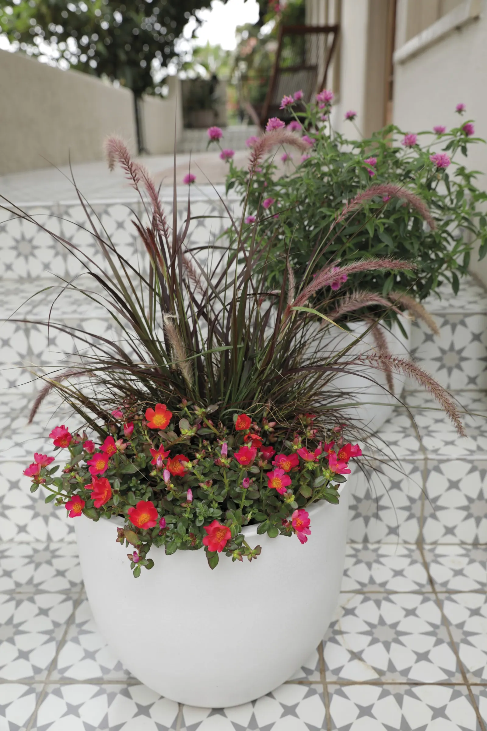 Red II Purslane (Portulaca umbraticola) — It is equally useful as a low edging plant
