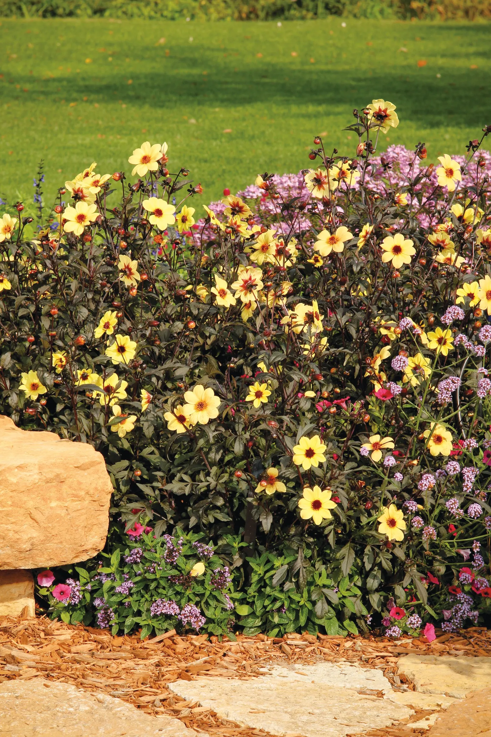 Illusion Dahlia — To dig and store tubers follow these directions
