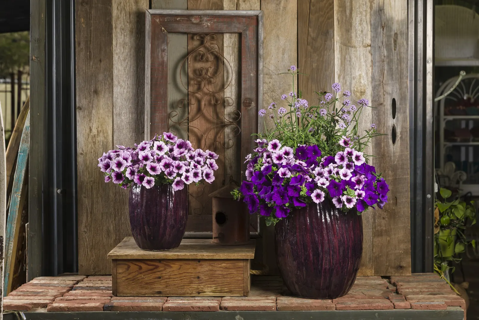 Royal Velvet® II Petunia — where it can develop its richest color and strongest bloom production
