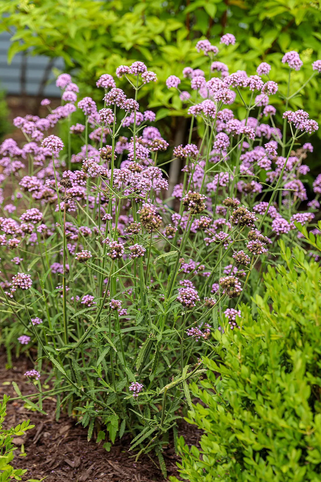 Meteor Shower® Verbena (Verbena bonariensis) — It does not require rich feeding; a light hand with fertilizer keeps growth balanced and flowering, image 139