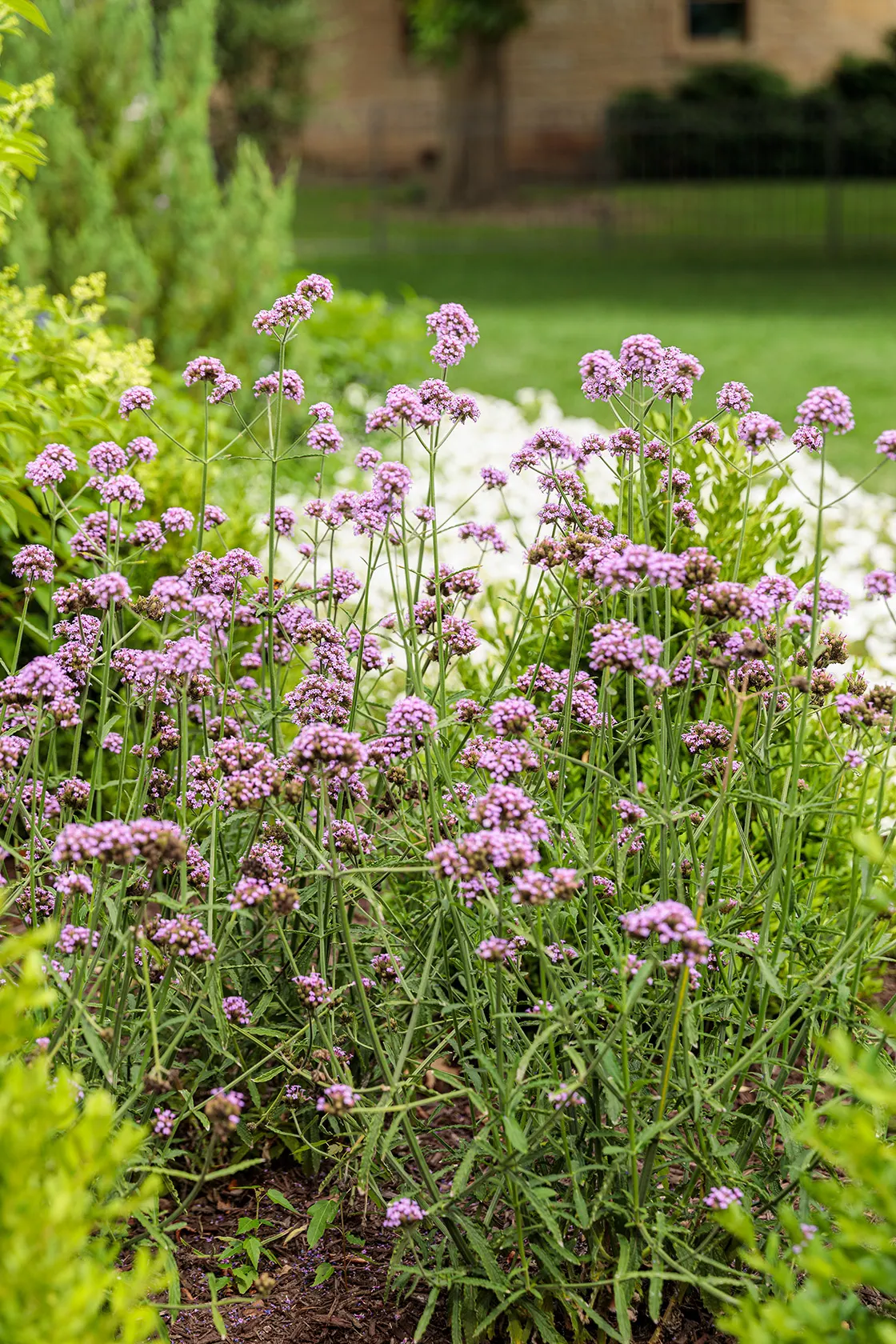 Meteor Shower® Verbena (Verbena bonariensis) — where it excels as a thriller above trailing calibrachoa; lending movement without visual heaviness, image 141