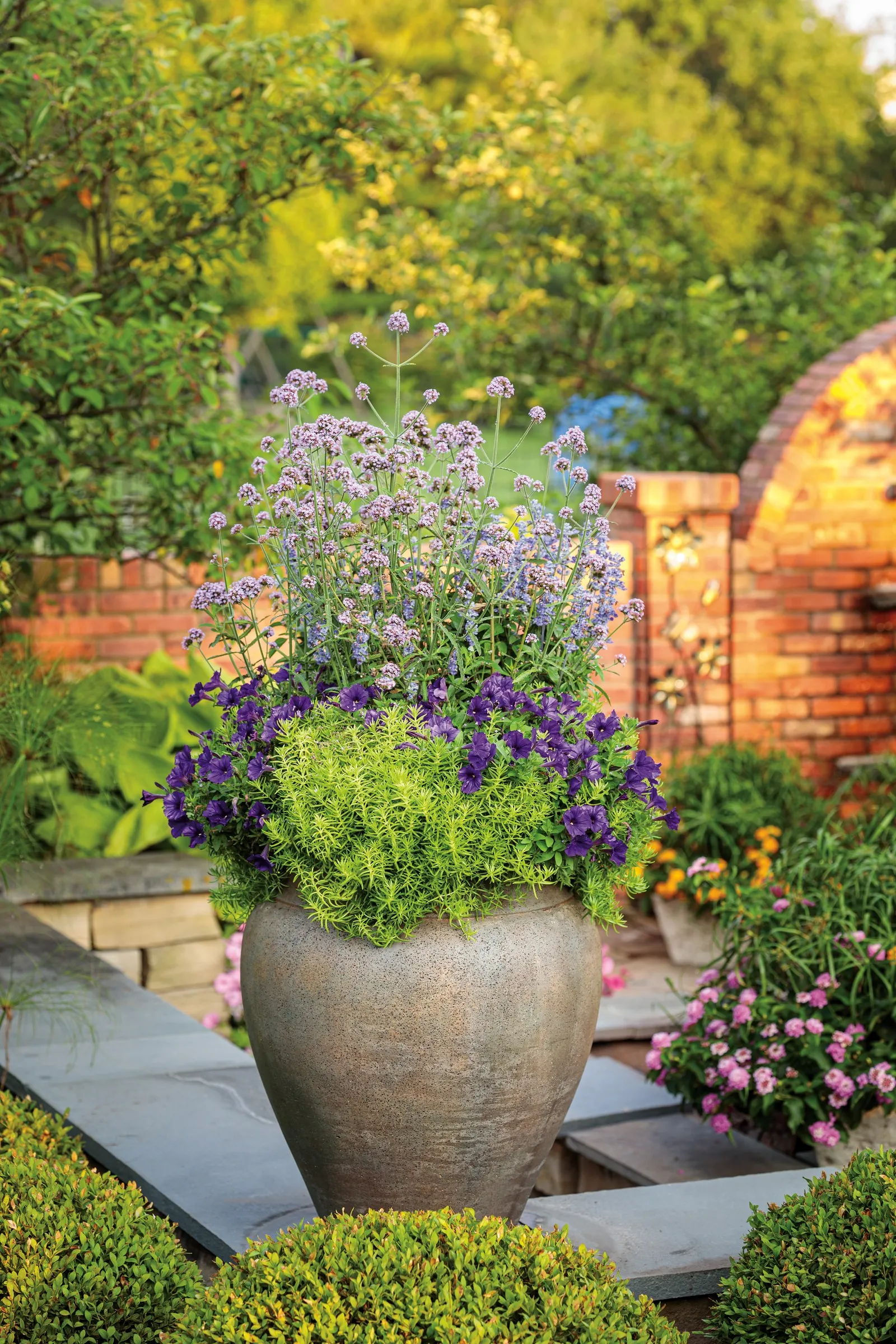 Royal Velvet® II Petunia — commonly referred to as Royal Velvet® II Petunia; making it easy to layer into both small and expansive plantings, image 103