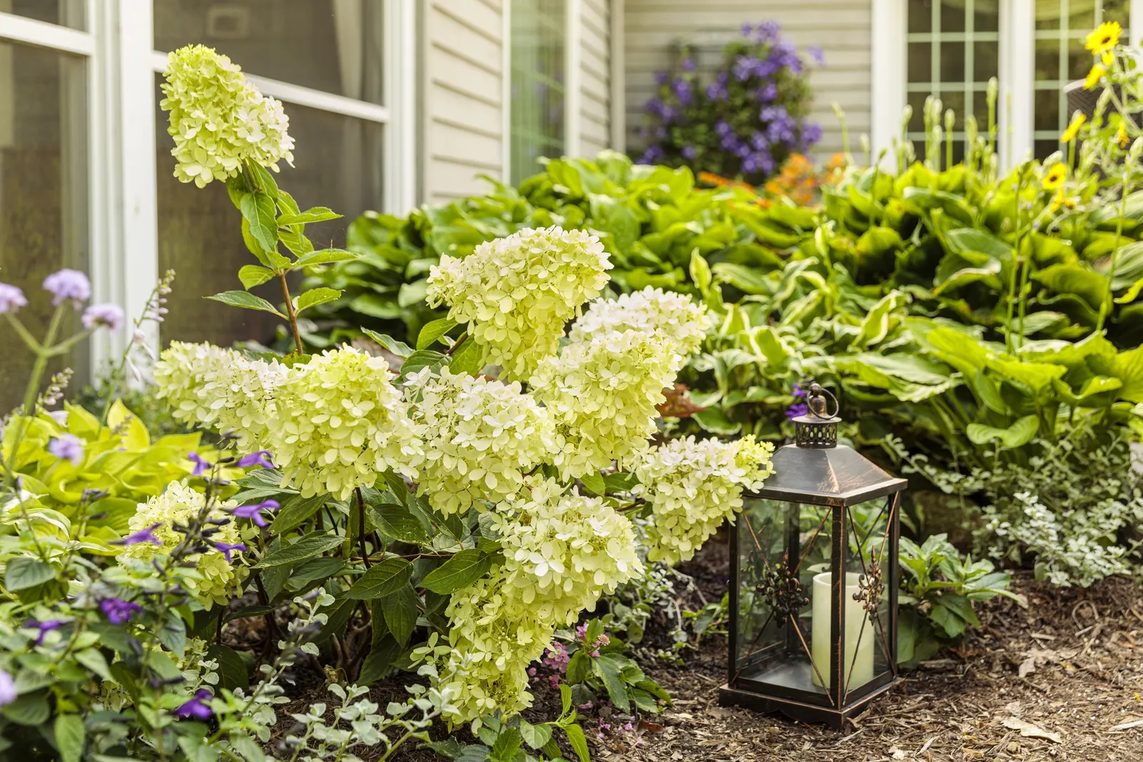 Little Lime® Panicle Hydrangea (Hydrangea paniculata) — It grows 3-5 feet tall and wide in a rounded mound
