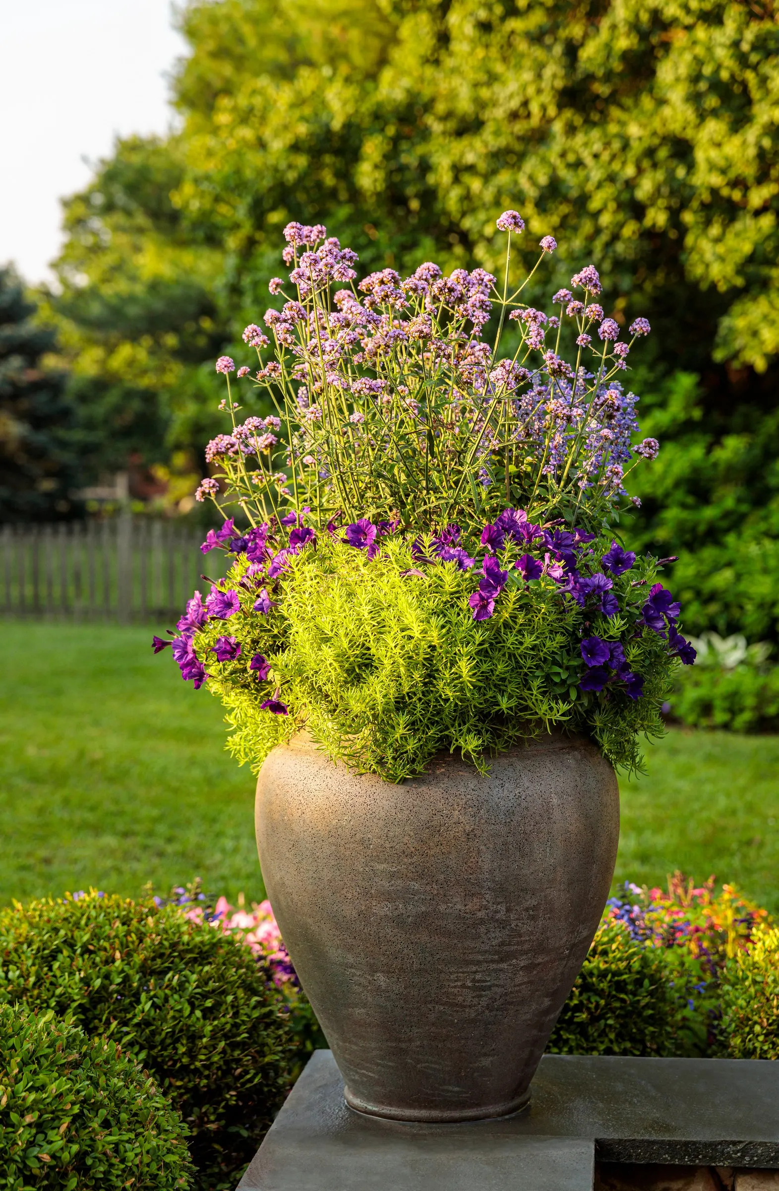Royal Velvet® II Petunia — plant this petunia in part sun to full sun; prized for its deep blue-purple flowers and polished, image 84