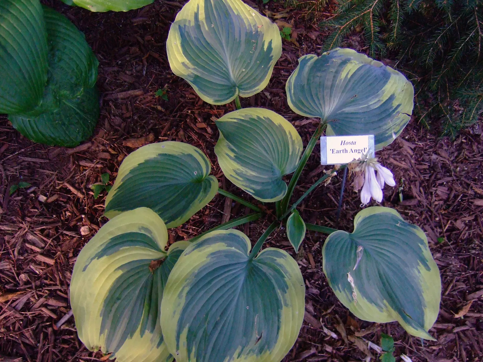 Earth Angel Hosta (Hosta 'Earth Angel') — blue-green leaves with creamy-white margins