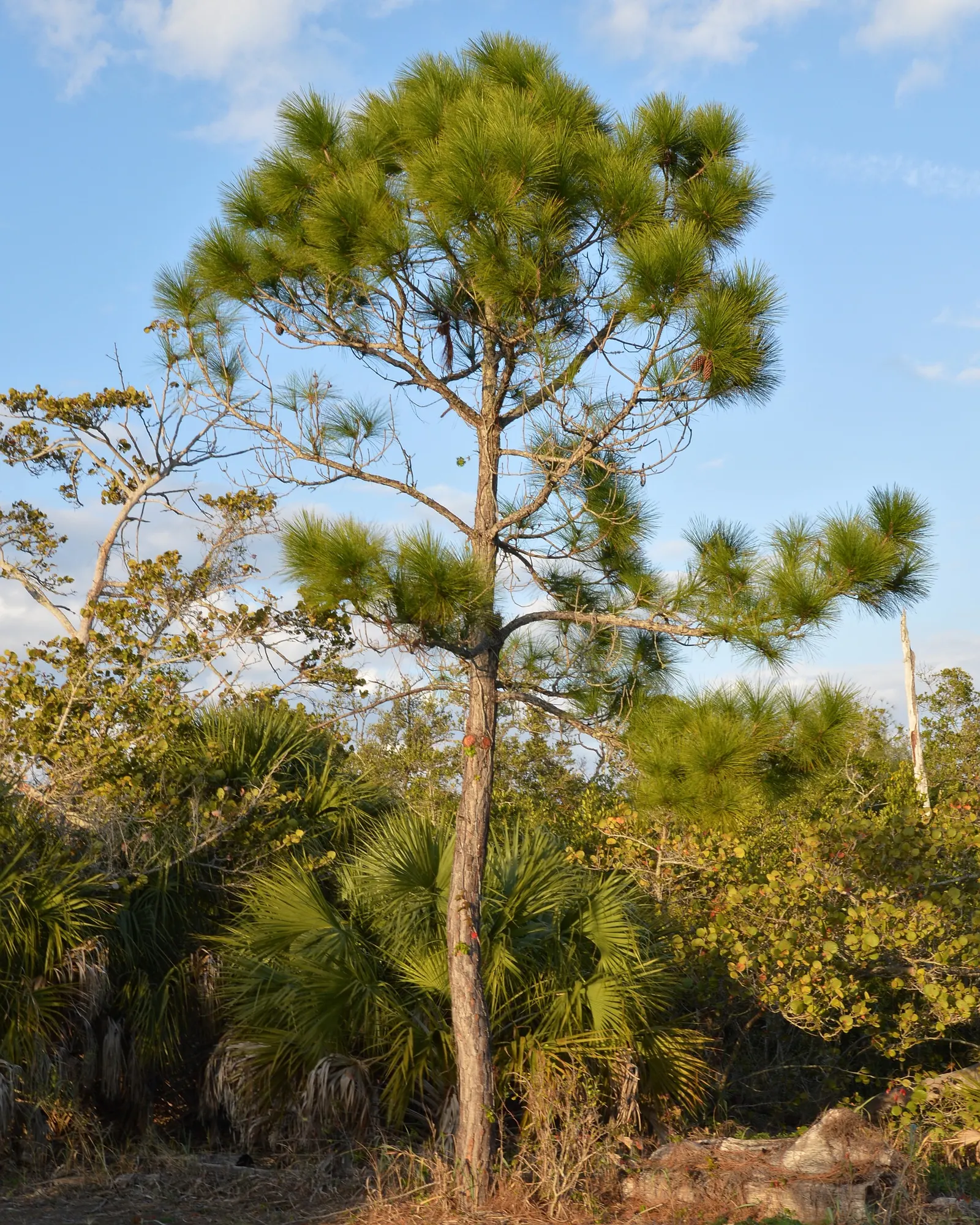 Slash Pine (Pinus Elliotii) — the Slash Pine yields elongated cones typically 4 to 6 inches long