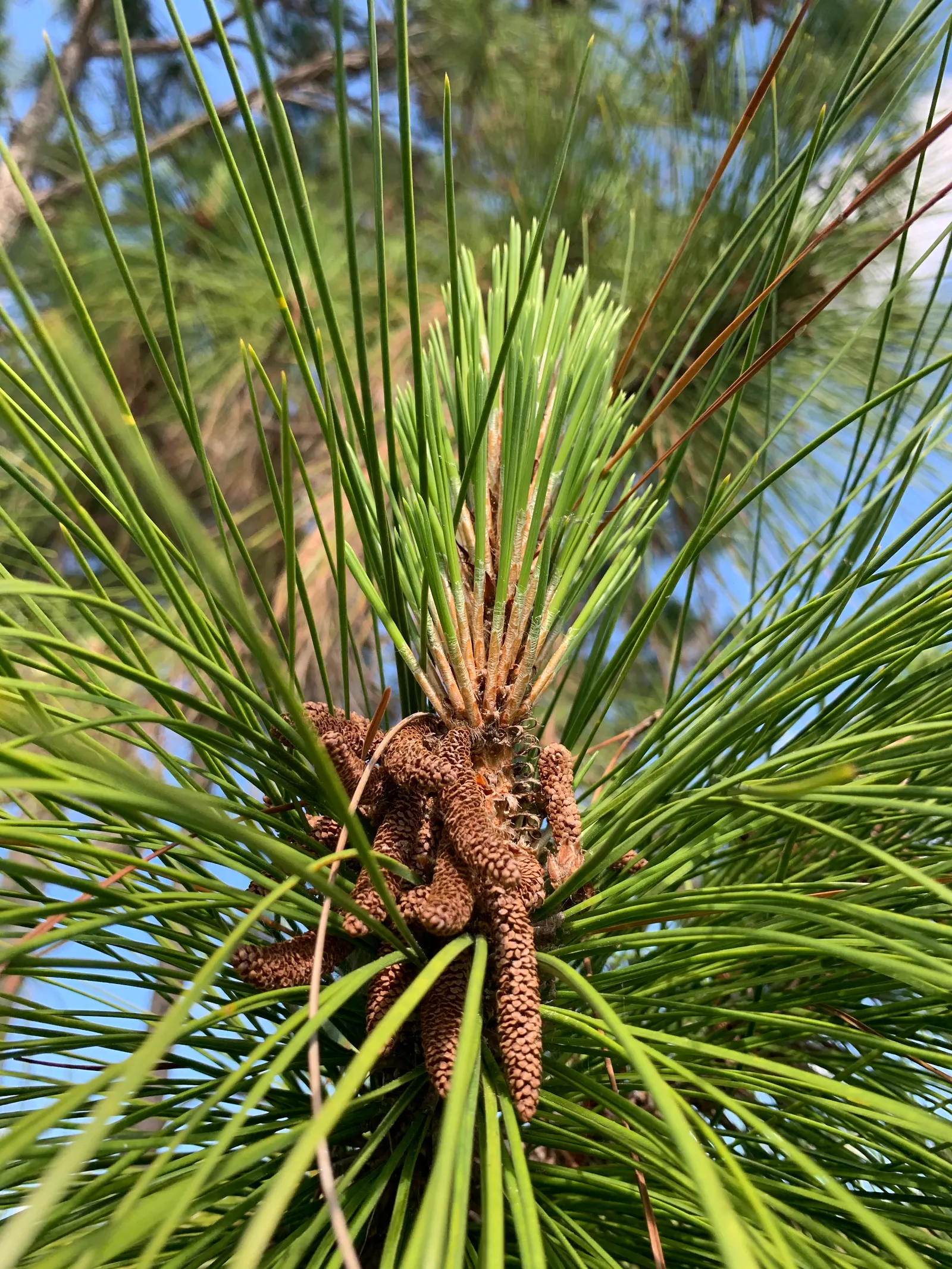 Slash Pine (Pinus Elliotii) — grouped in pairs or occasionally in threes