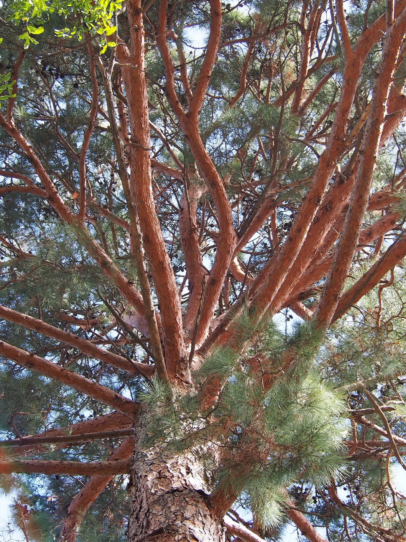 Slash Pine (Pinus Elliotii) — Distinguished by its long; the Slash Pine yields elongated cones typically 4 to 6 inches long