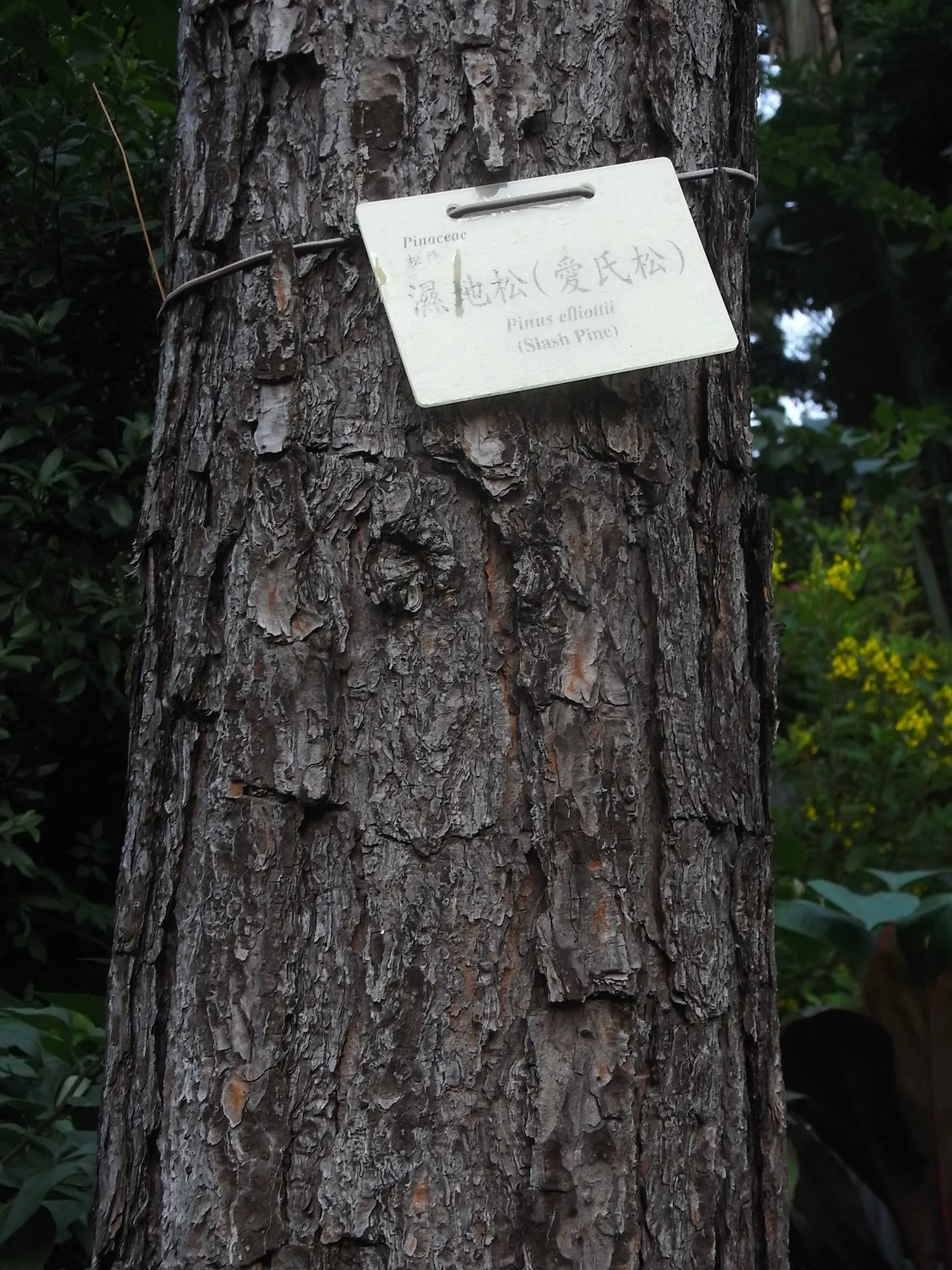 Slash Pine (Pinus Elliotii) — it exhibits an impressive tolerance to different soil types