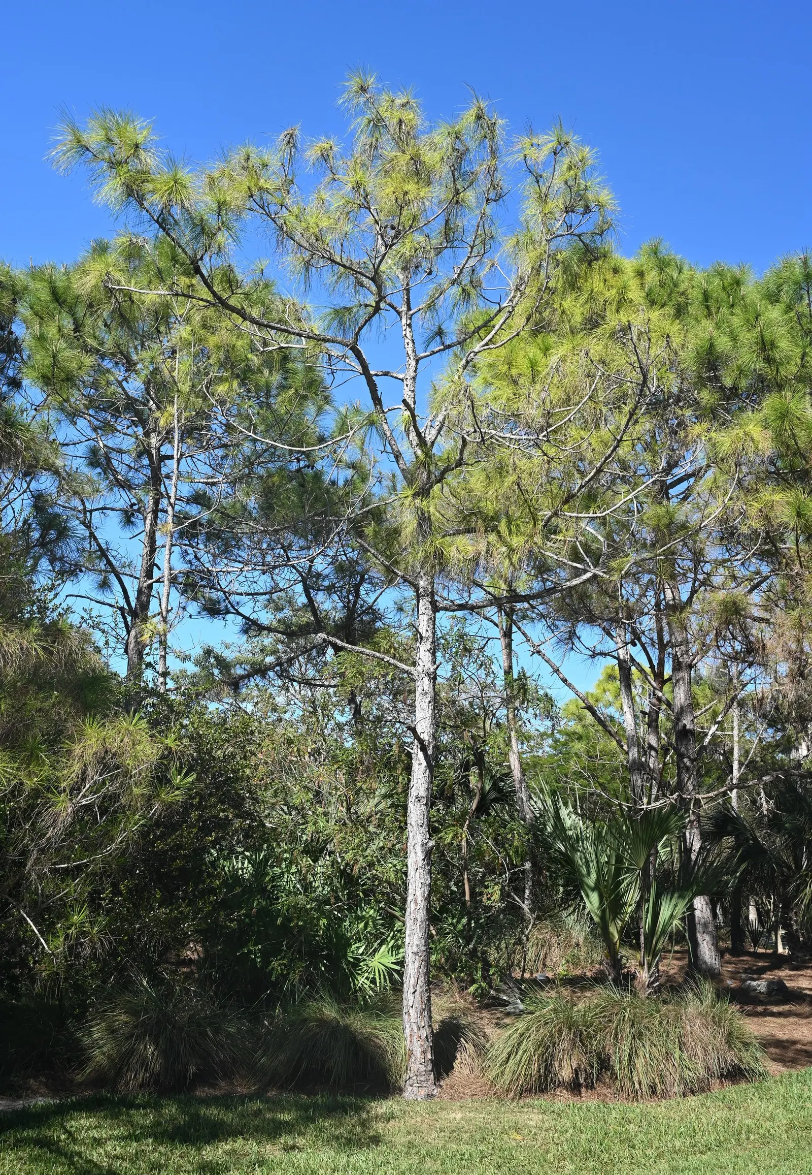 Slash Pine (Pinus Elliotii) — slender needles and attractive conical form; conifer / tree for full