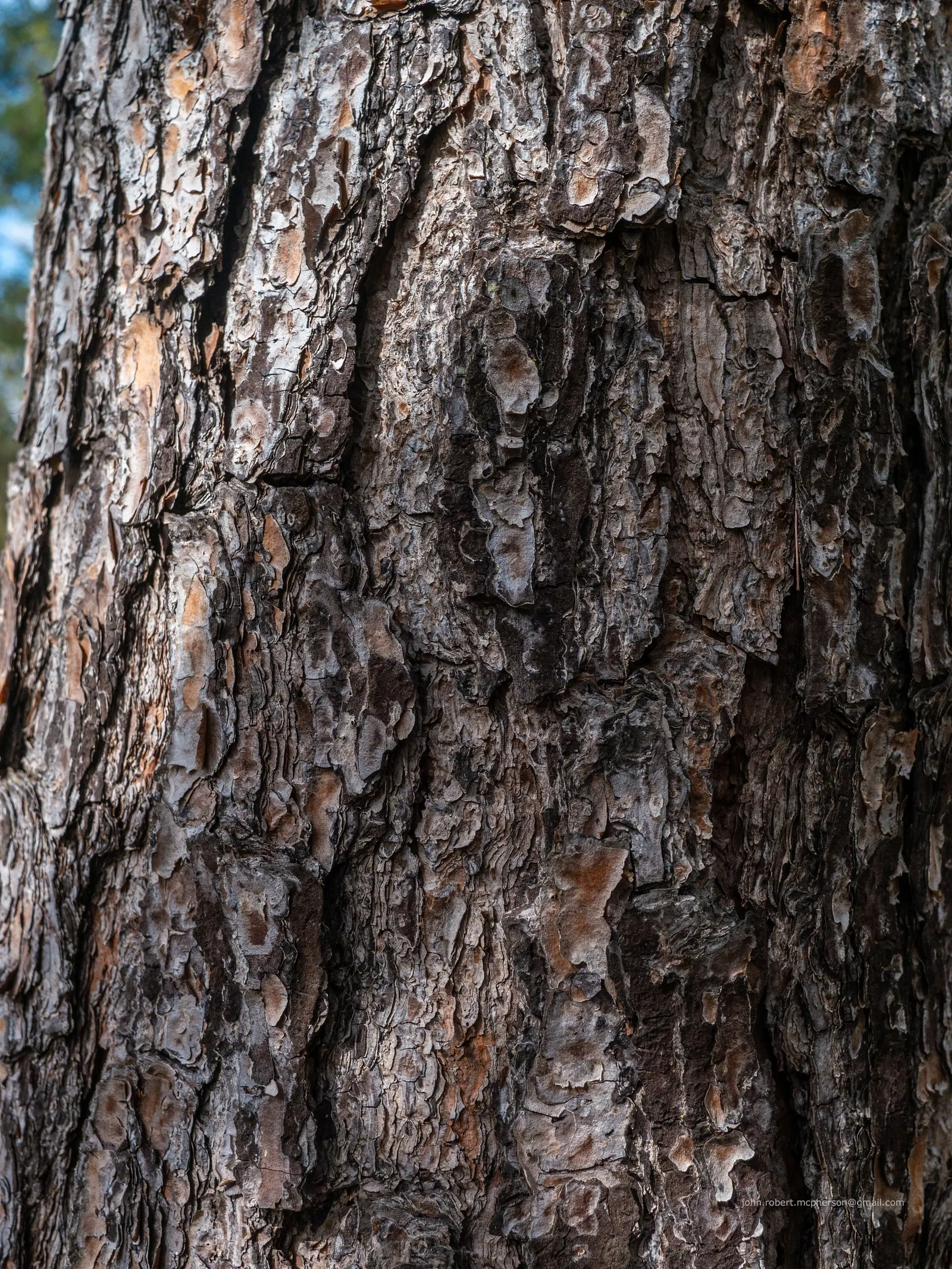 Slash Pine (Pinus Elliotii) — along with its noble stature