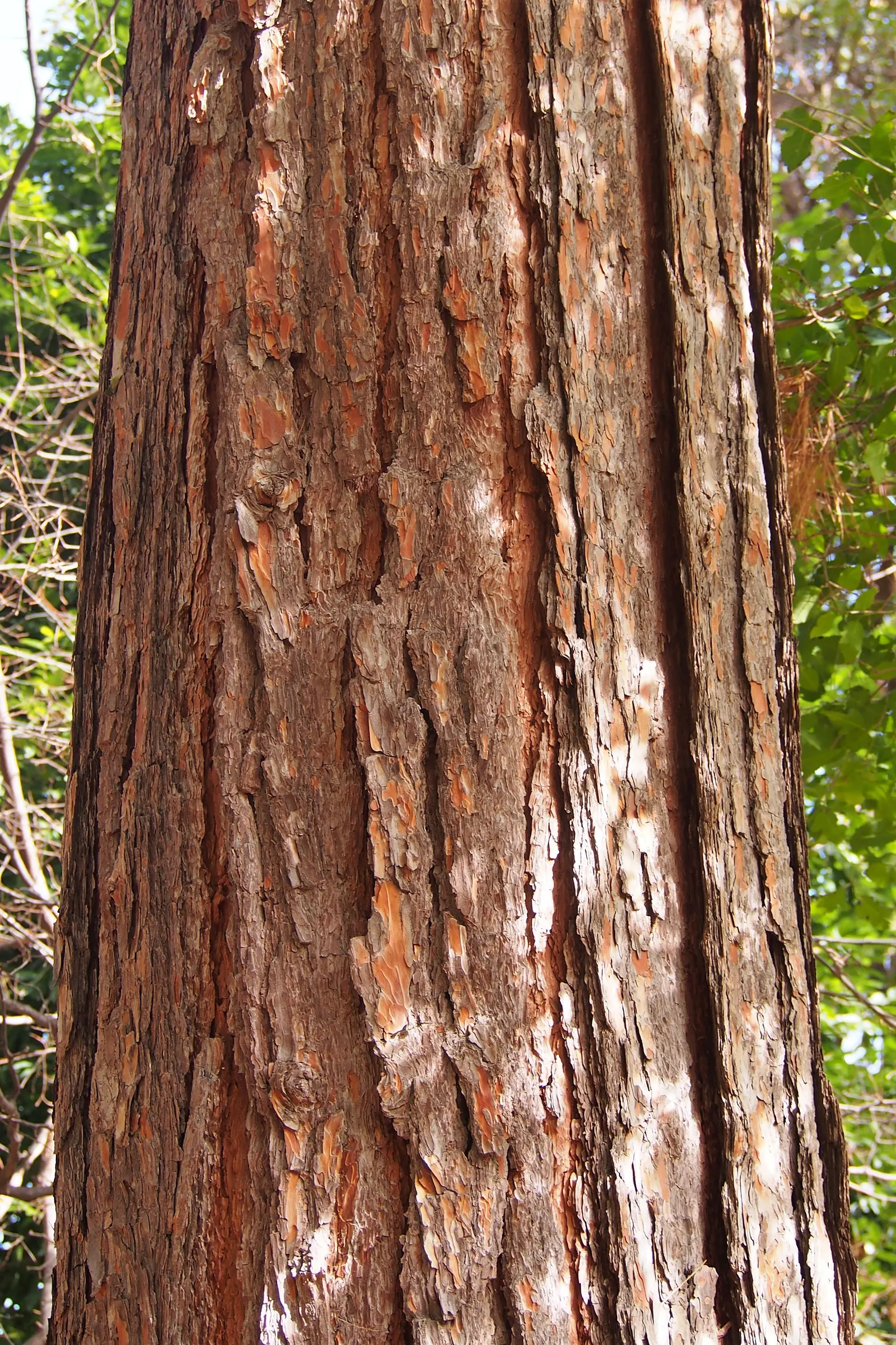 Slash Pine (Pinus Elliotii) — Distinguished by its long