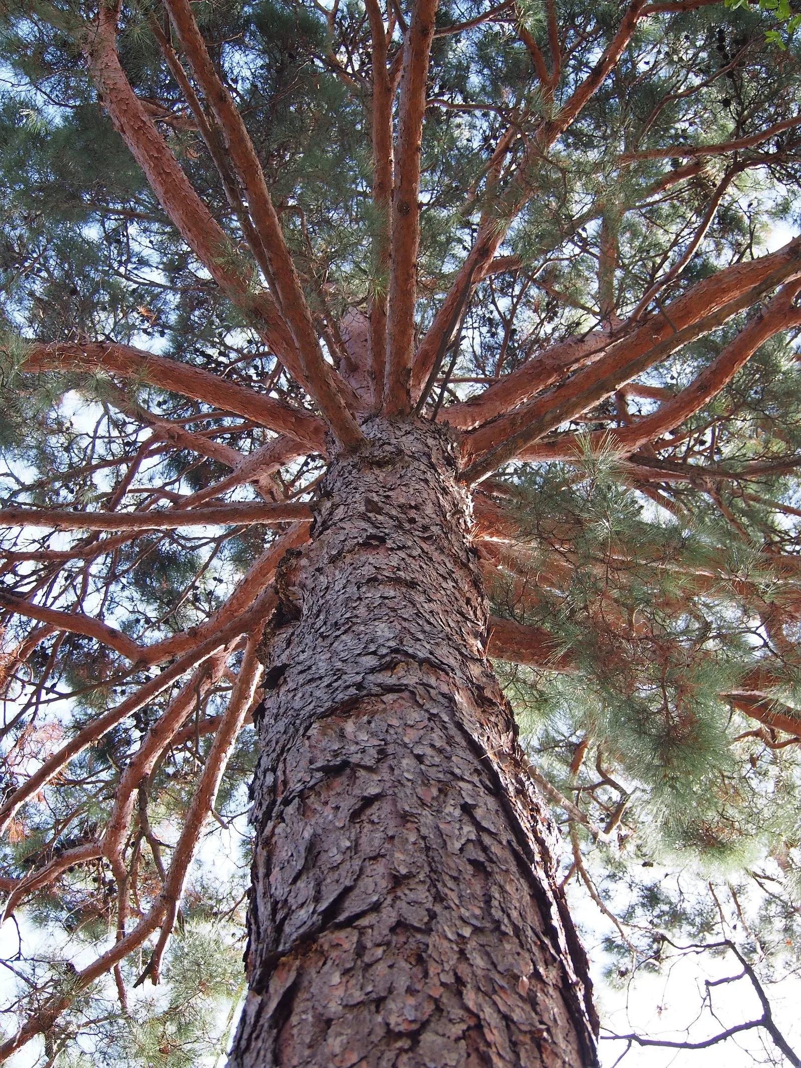 Slash Pine (Pinus Elliotii) — scientifically named Pinus elliottii