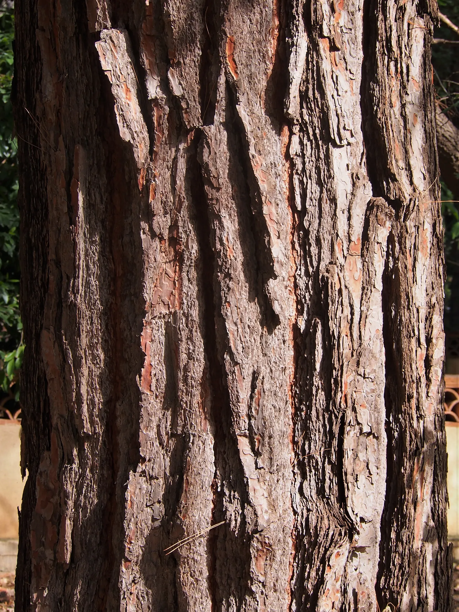 Slash Pine (Pinus Elliotii) — this evergreen offers dense foliage for privacy