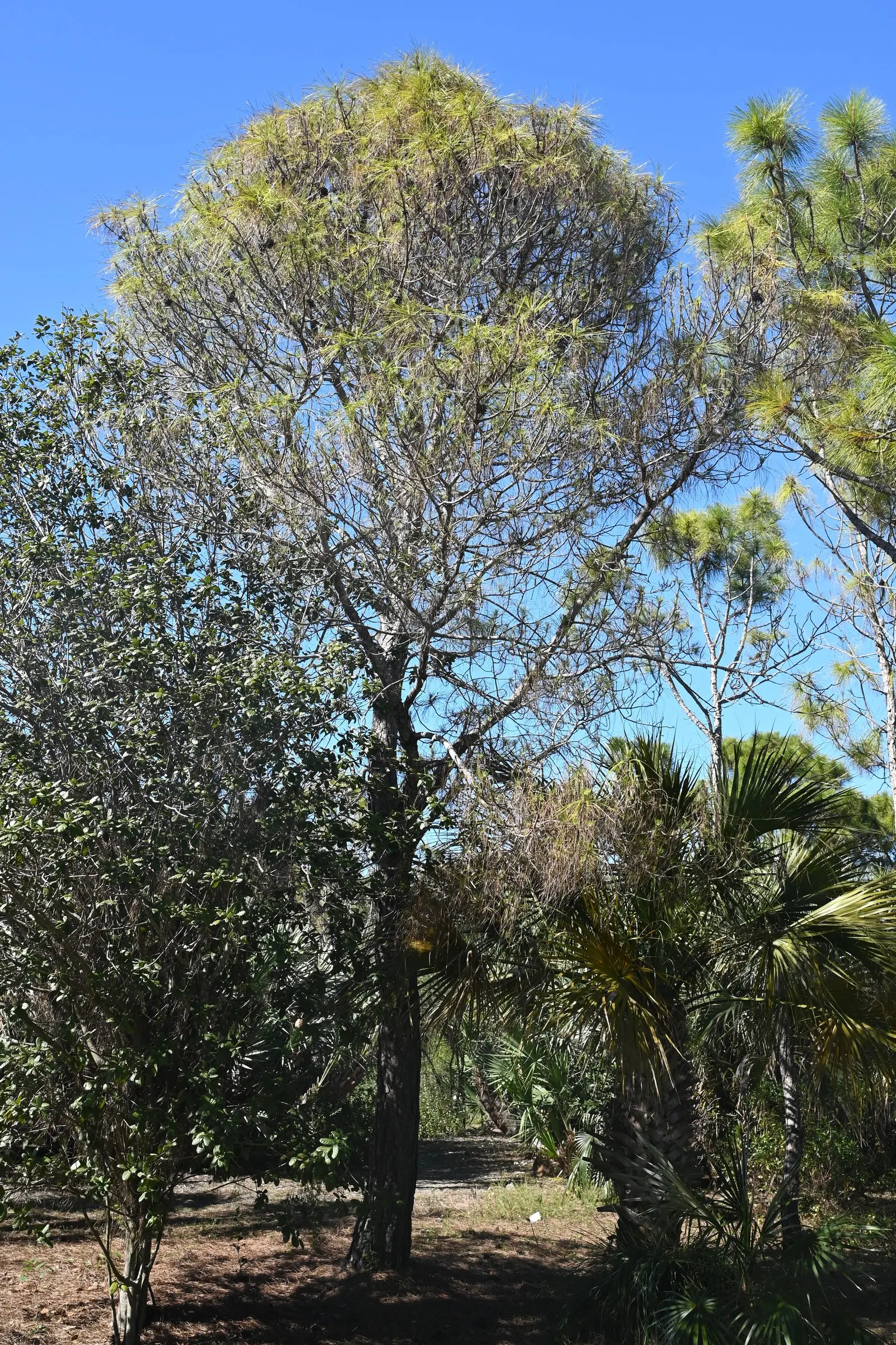Slash Pine (Pinus Elliotii) — it's resilient to wind and perfect for creating stately visual interest or windbreaks; distinguished by its long