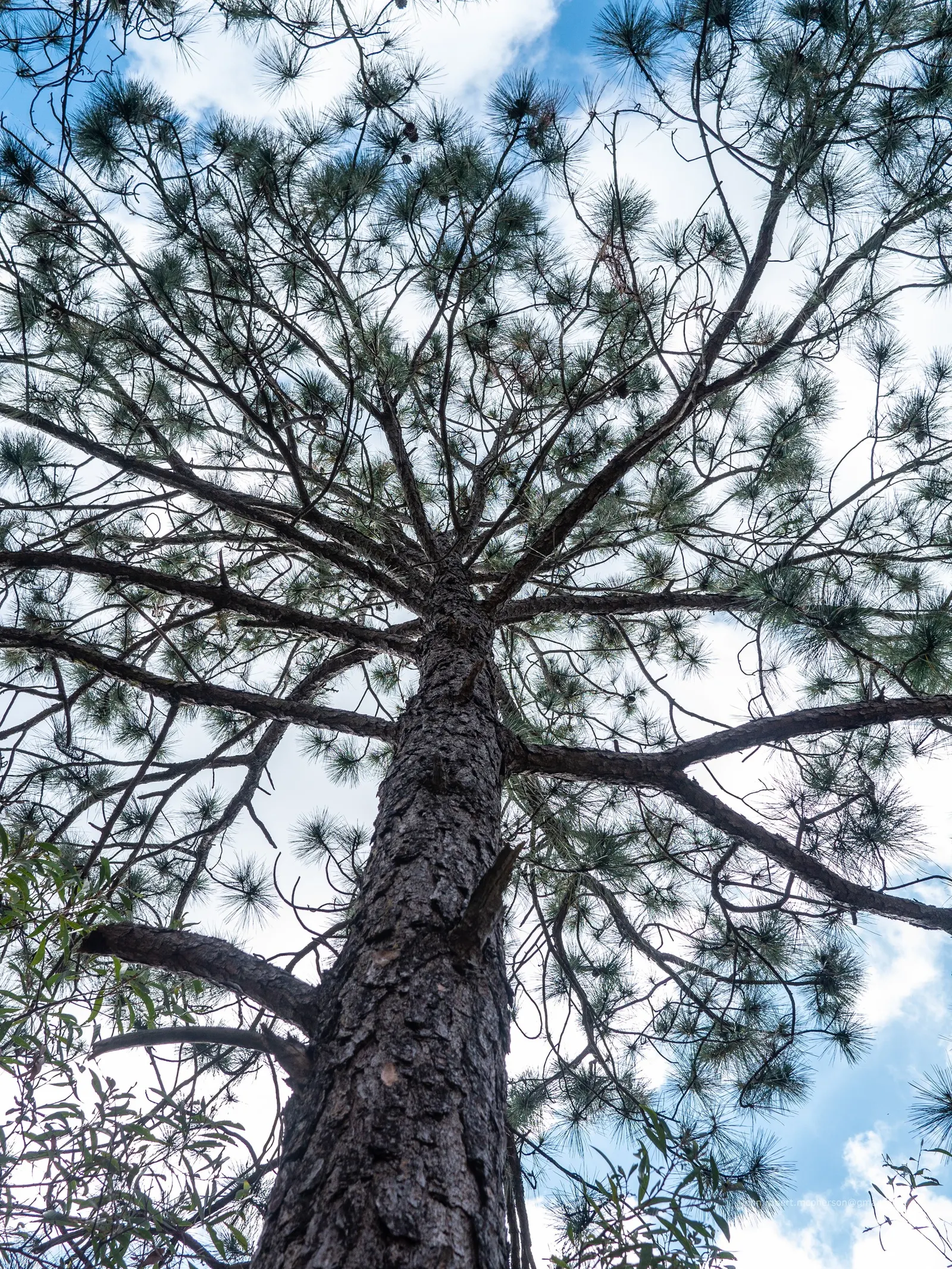 Slash Pine (Pinus Elliotii) — conifer / tree for full